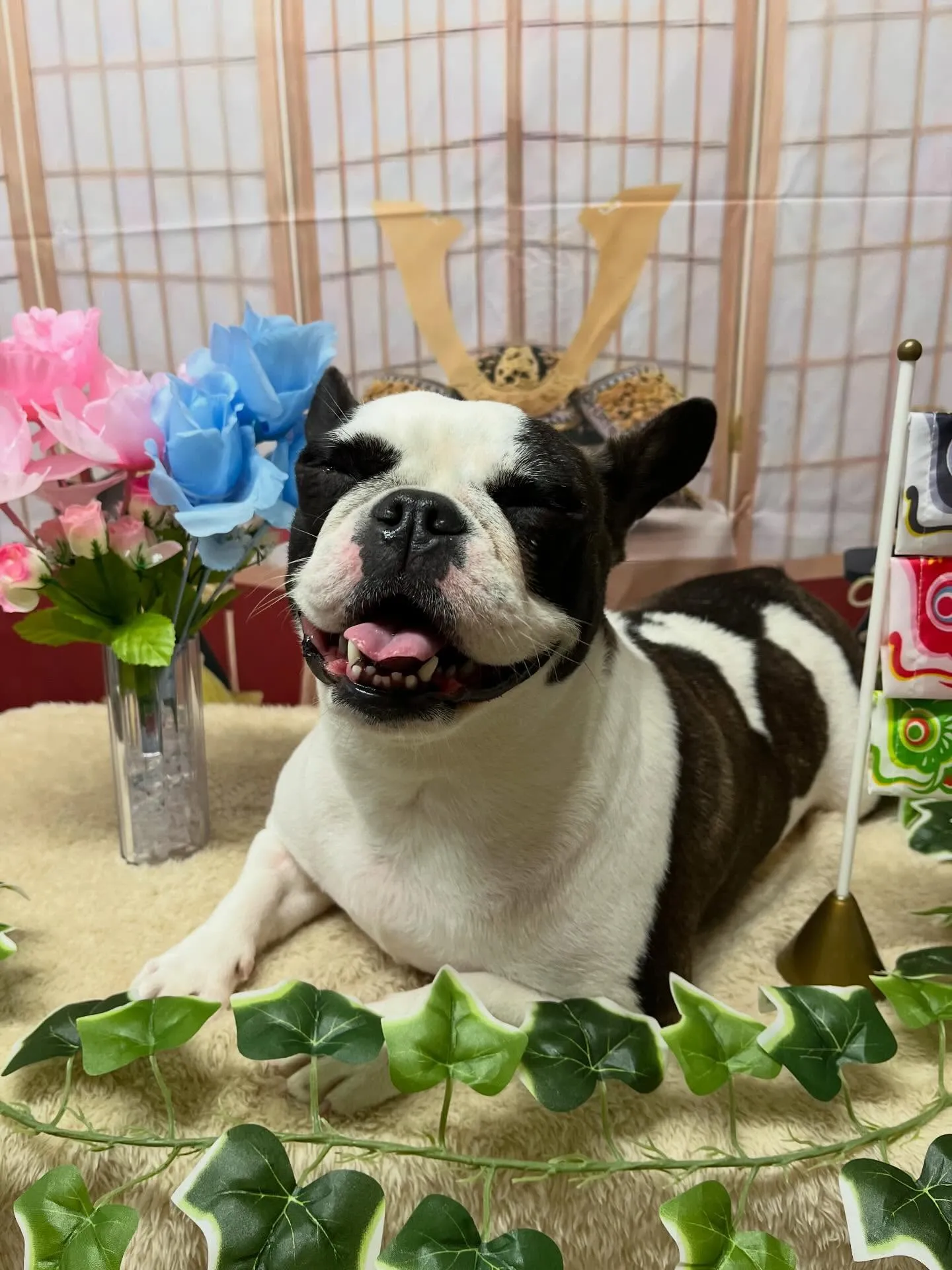 🍃5/3のトリミング🍃フレンチブルドッグ🐶｜名東区・千種区・...