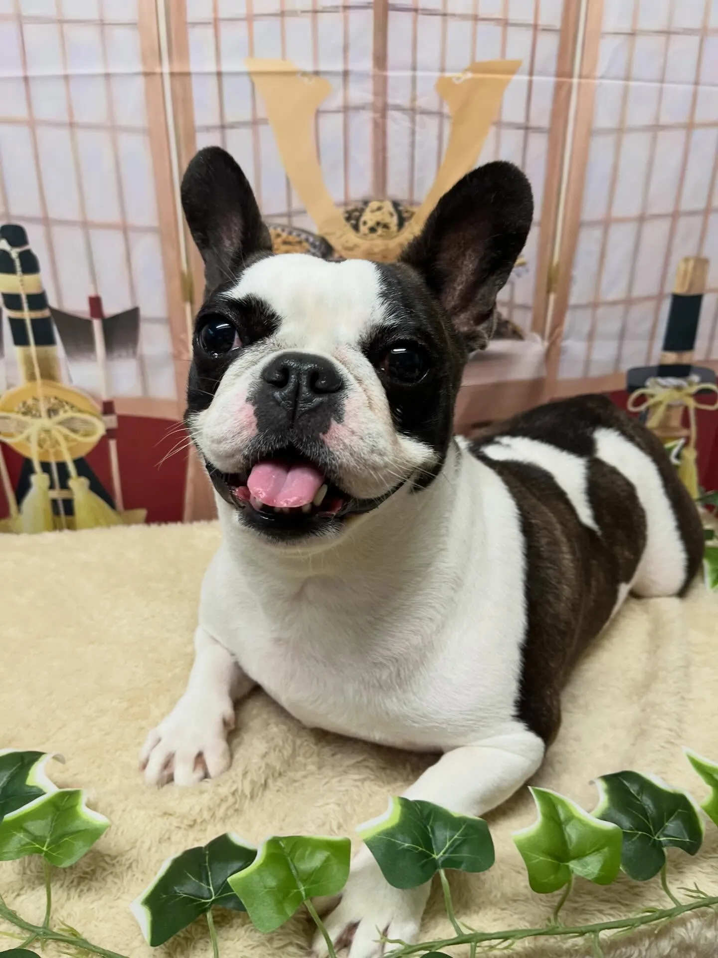 🍃5/3のトリミング🍃フレンチブルドッグ🐶｜名東区・千種区・...