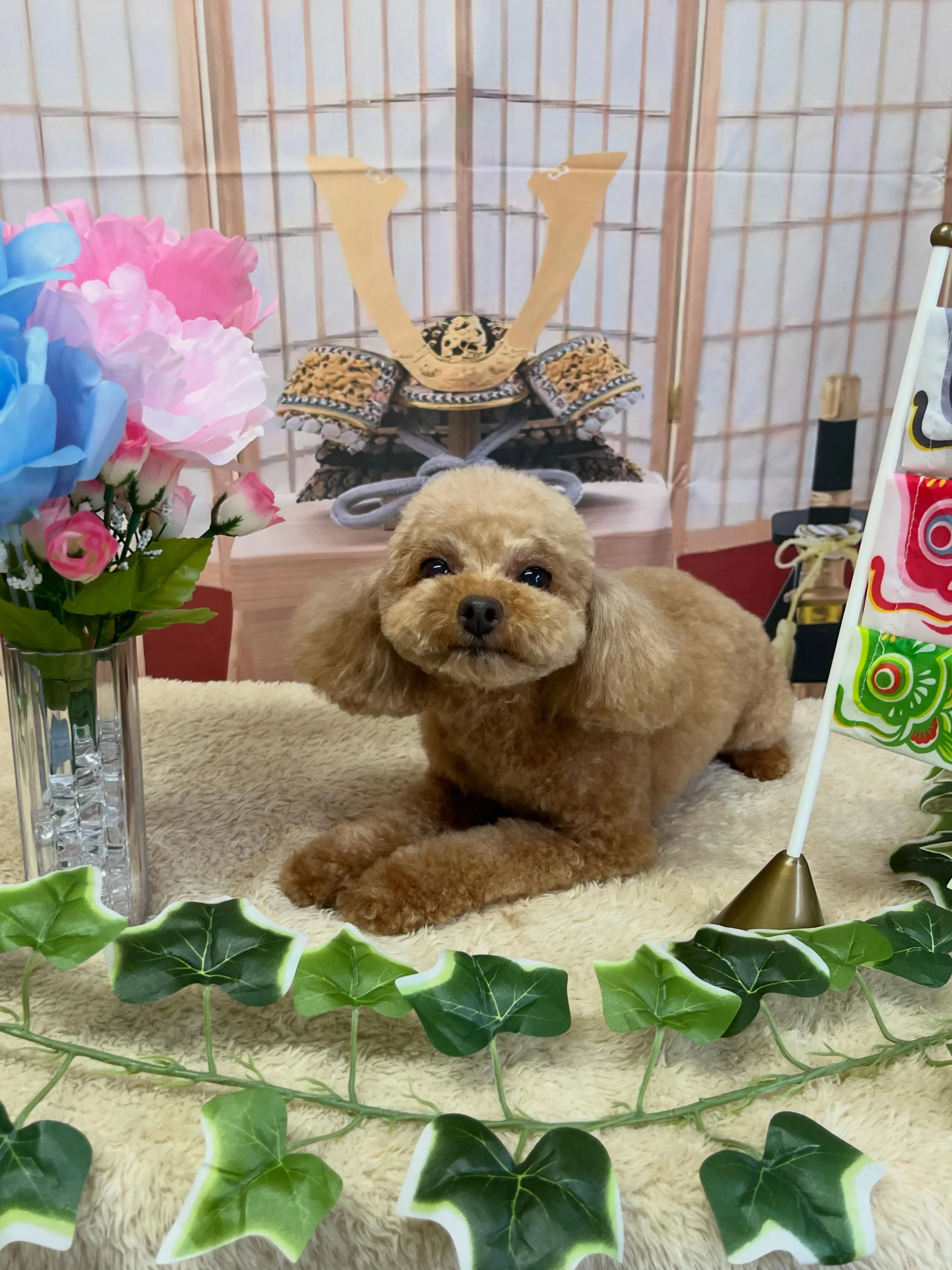 🍃5/4のトリミング🍃プードル🐶｜名東区・千種区・守山区の動...