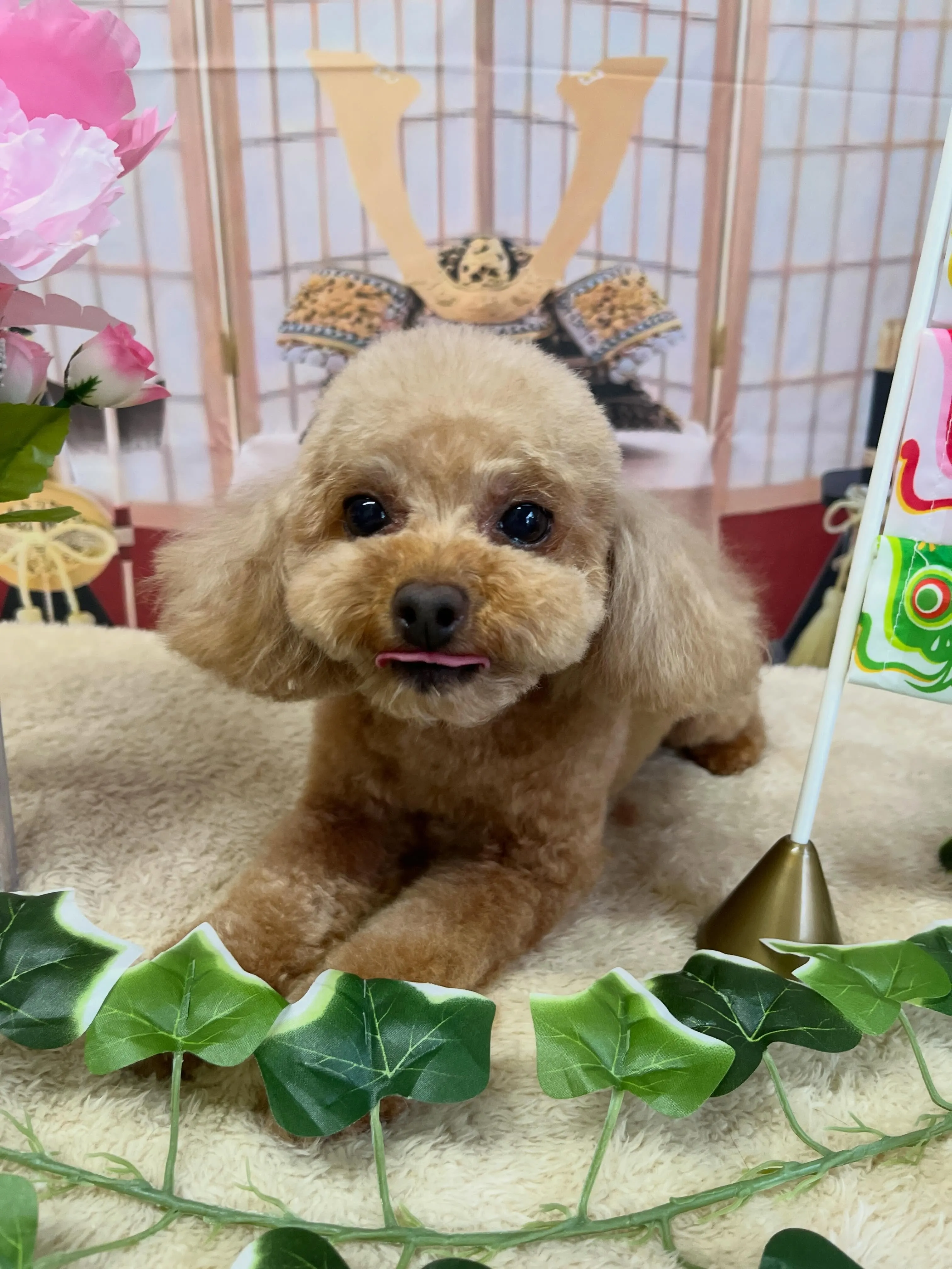 🍃5/4のトリミング🍃プードル🐶｜名東区・千種区・守山区の動...