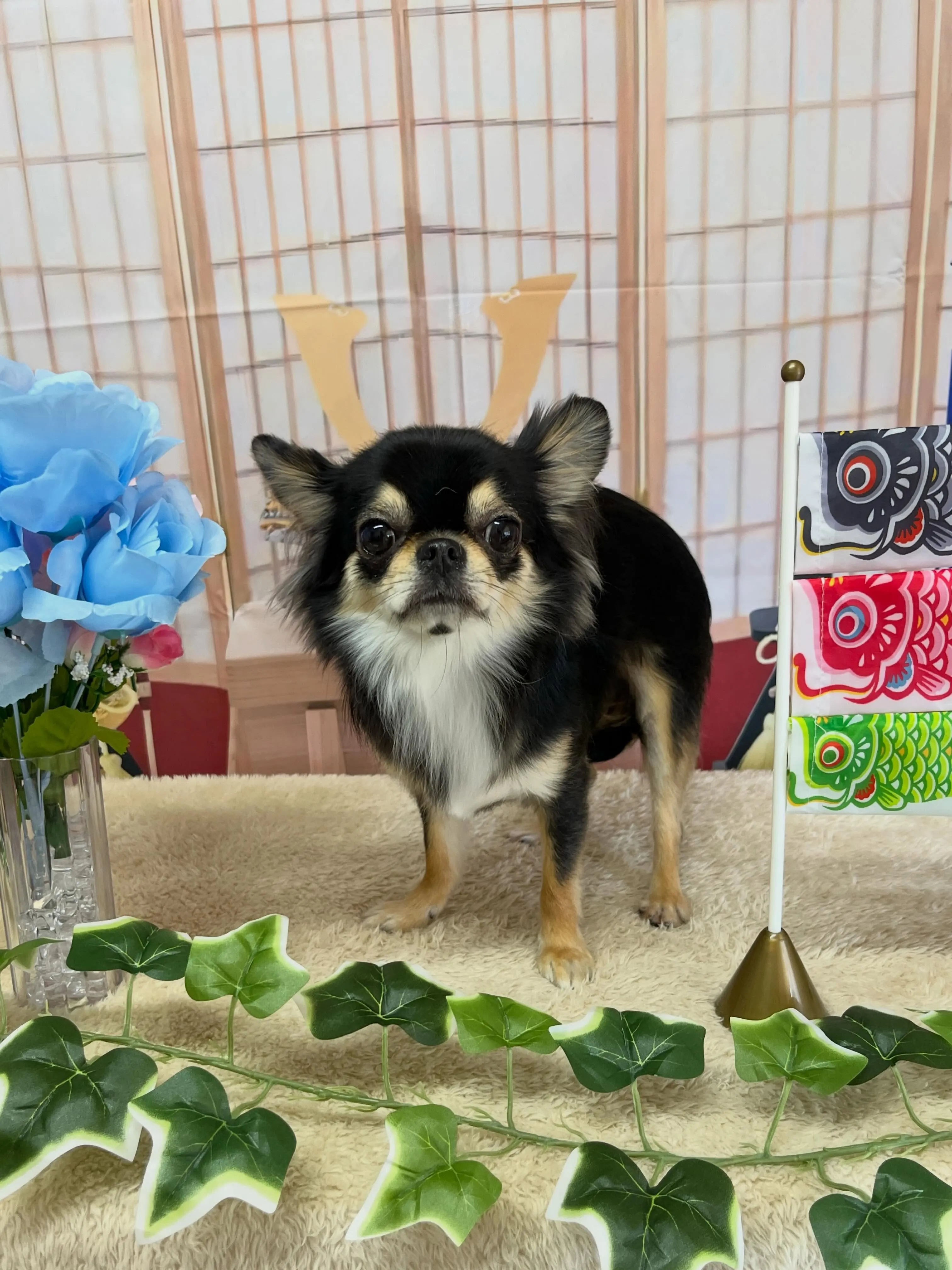 🍃5/4のトリミング🍃チワワ🐶｜名東区・千種区・守山区の動物...