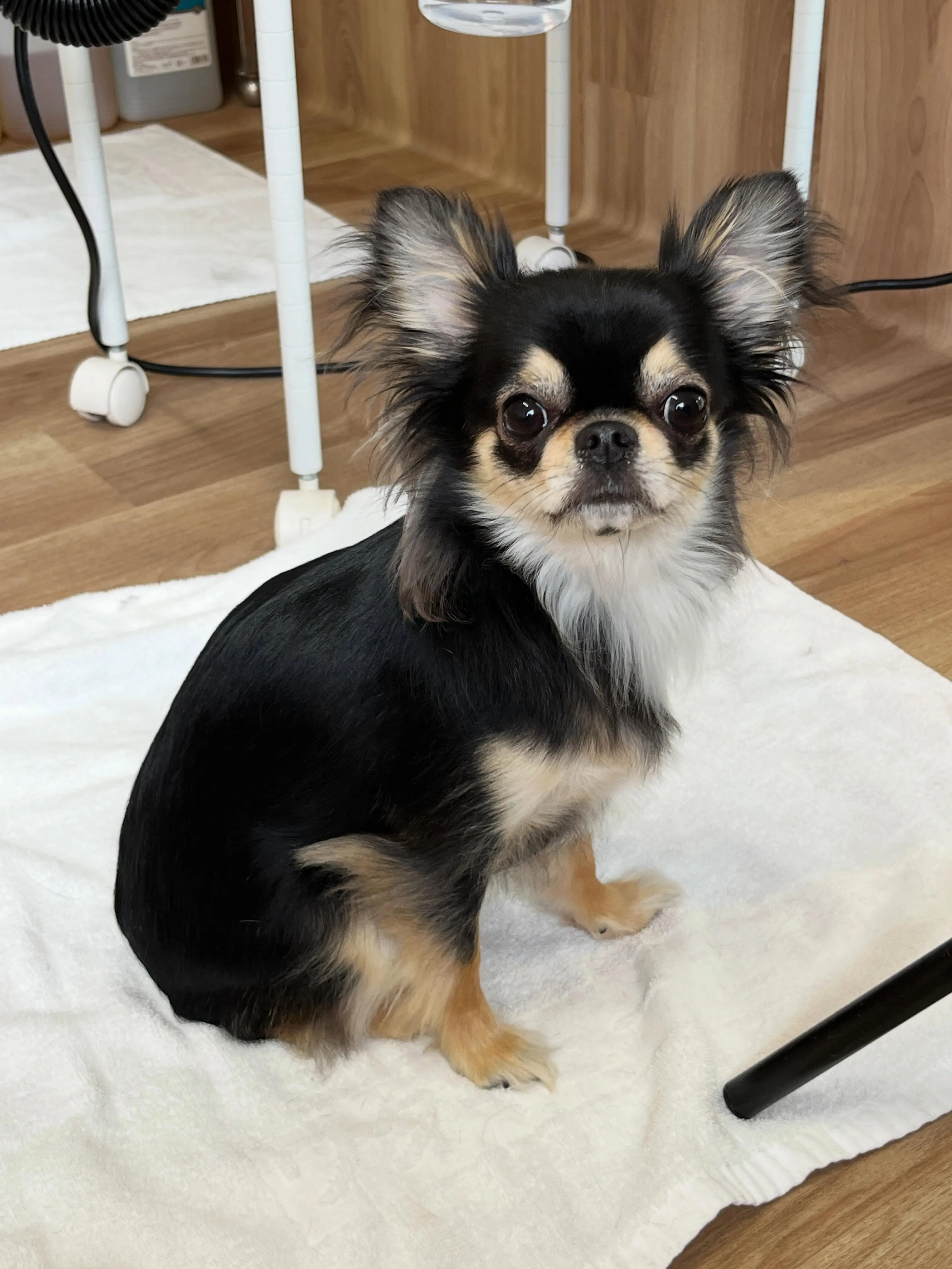 🍃5/4のトリミング🍃チワワ🐶｜名東区・千種区・守山区の動物...