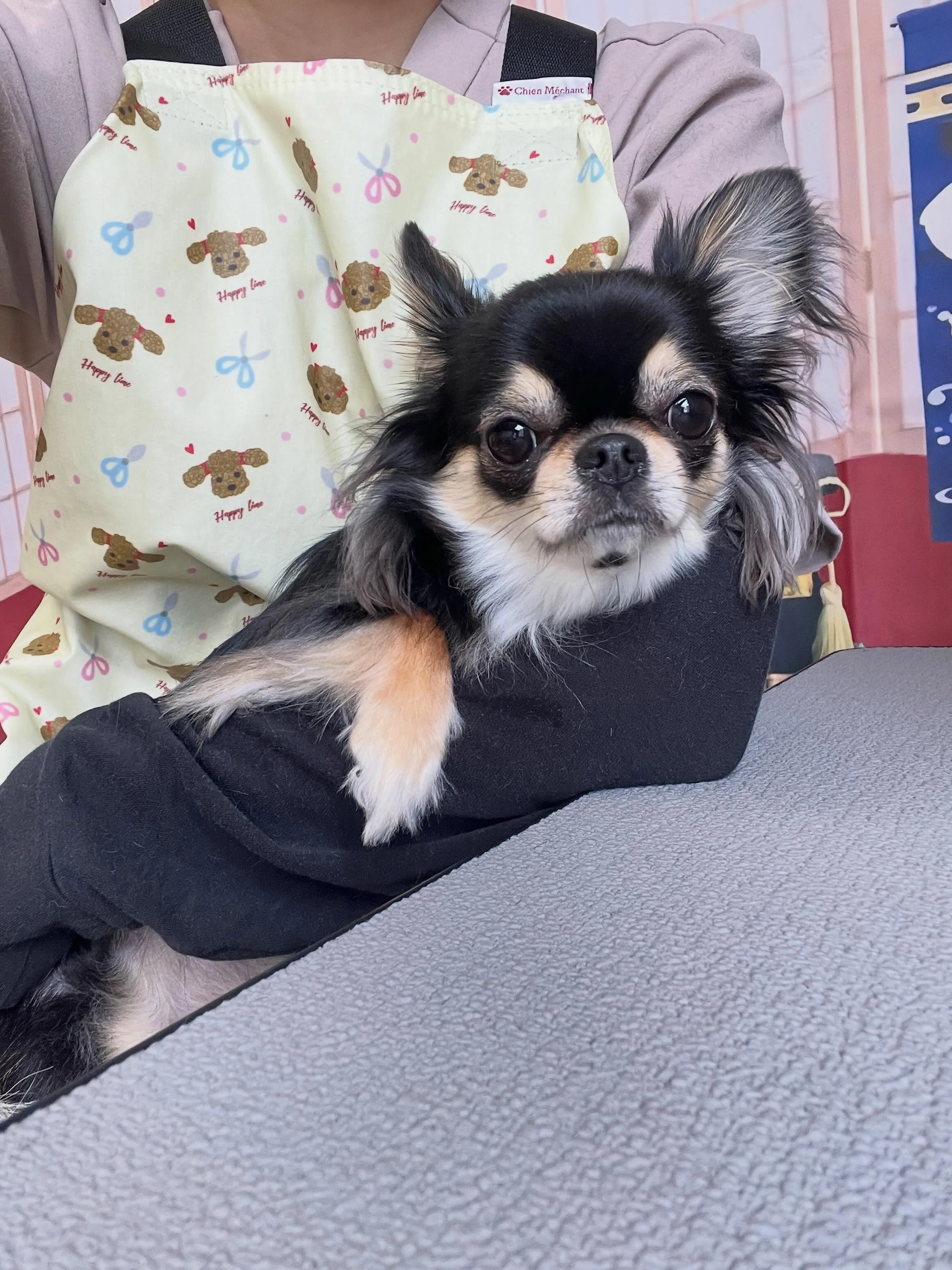 🍃5/4のトリミング🍃チワワ🐶｜名東区・千種区・守山区の動物...