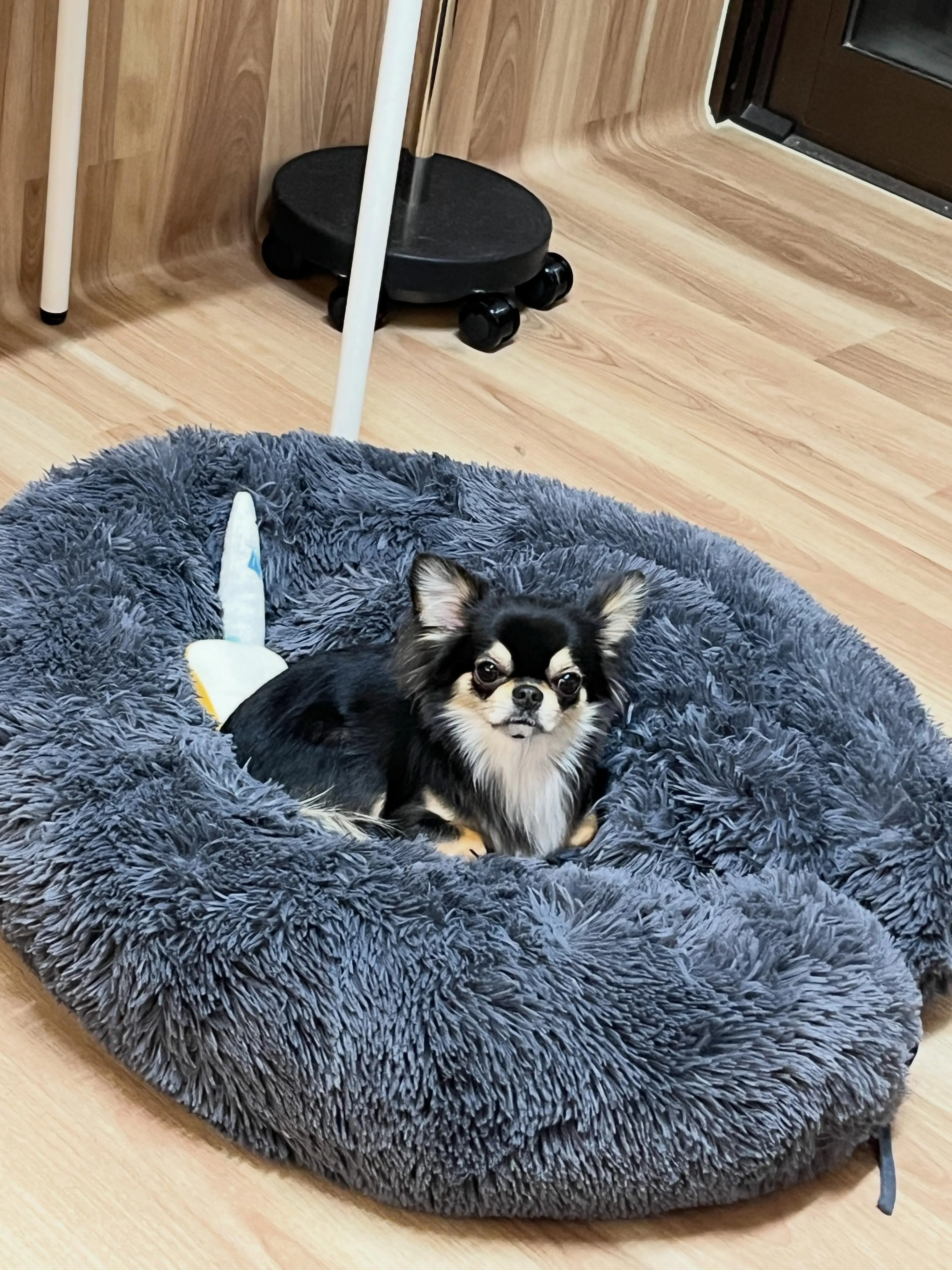 🍃5/4のトリミング🍃チワワ🐶｜名東区・千種区・守山区の動物...