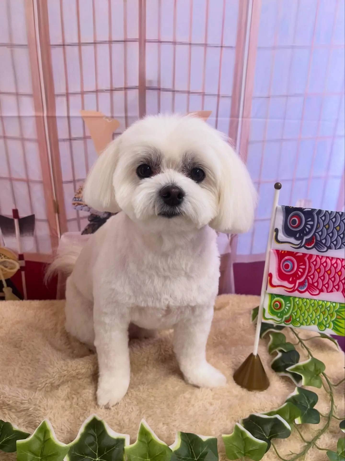 🍃5/5のトリミング🍃ミックス犬🐶｜名東区・千種区・守山区の...