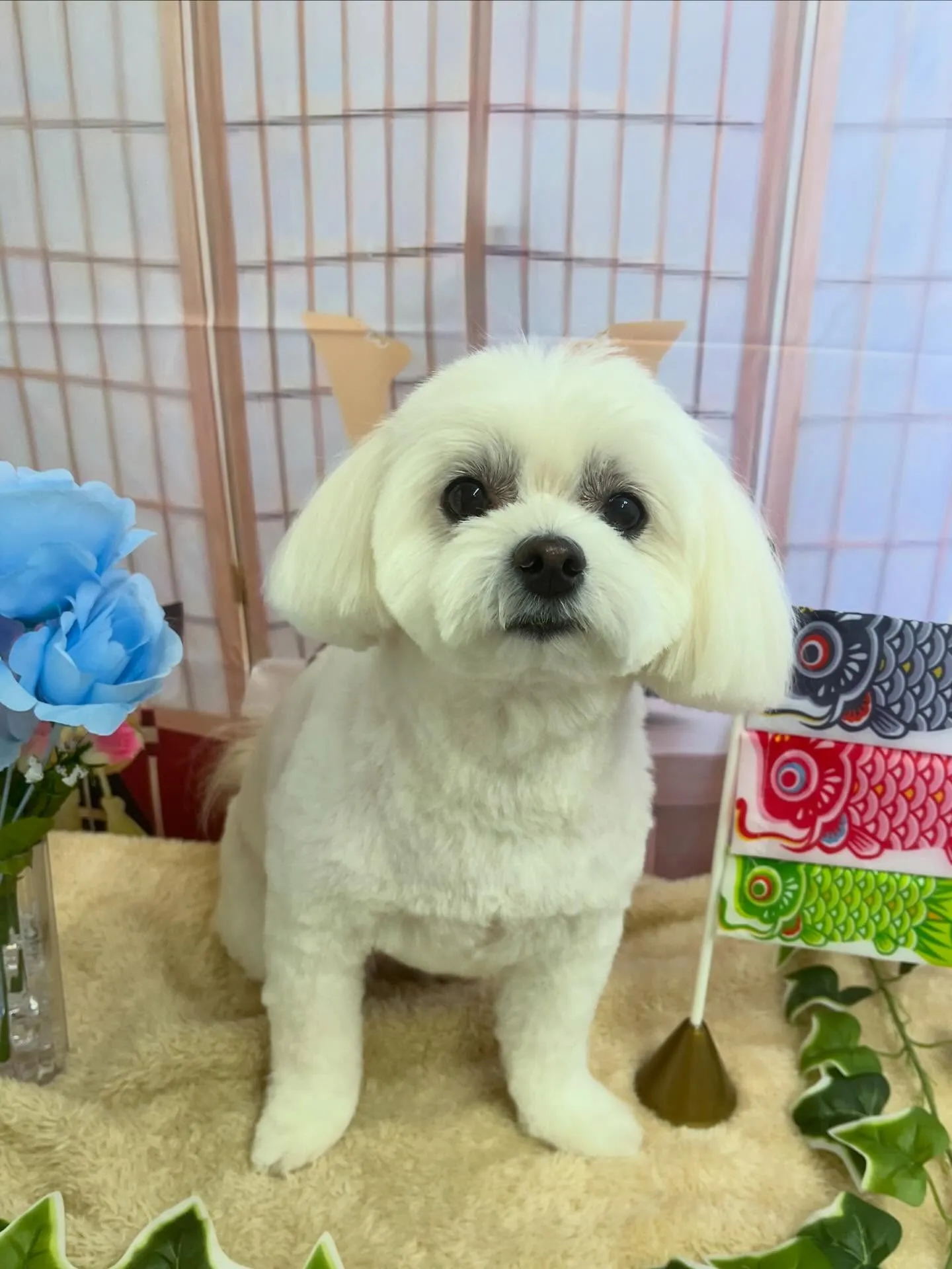 🍃5/5のトリミング🍃ミックス犬🐶｜名東区・千種区・守山区の...