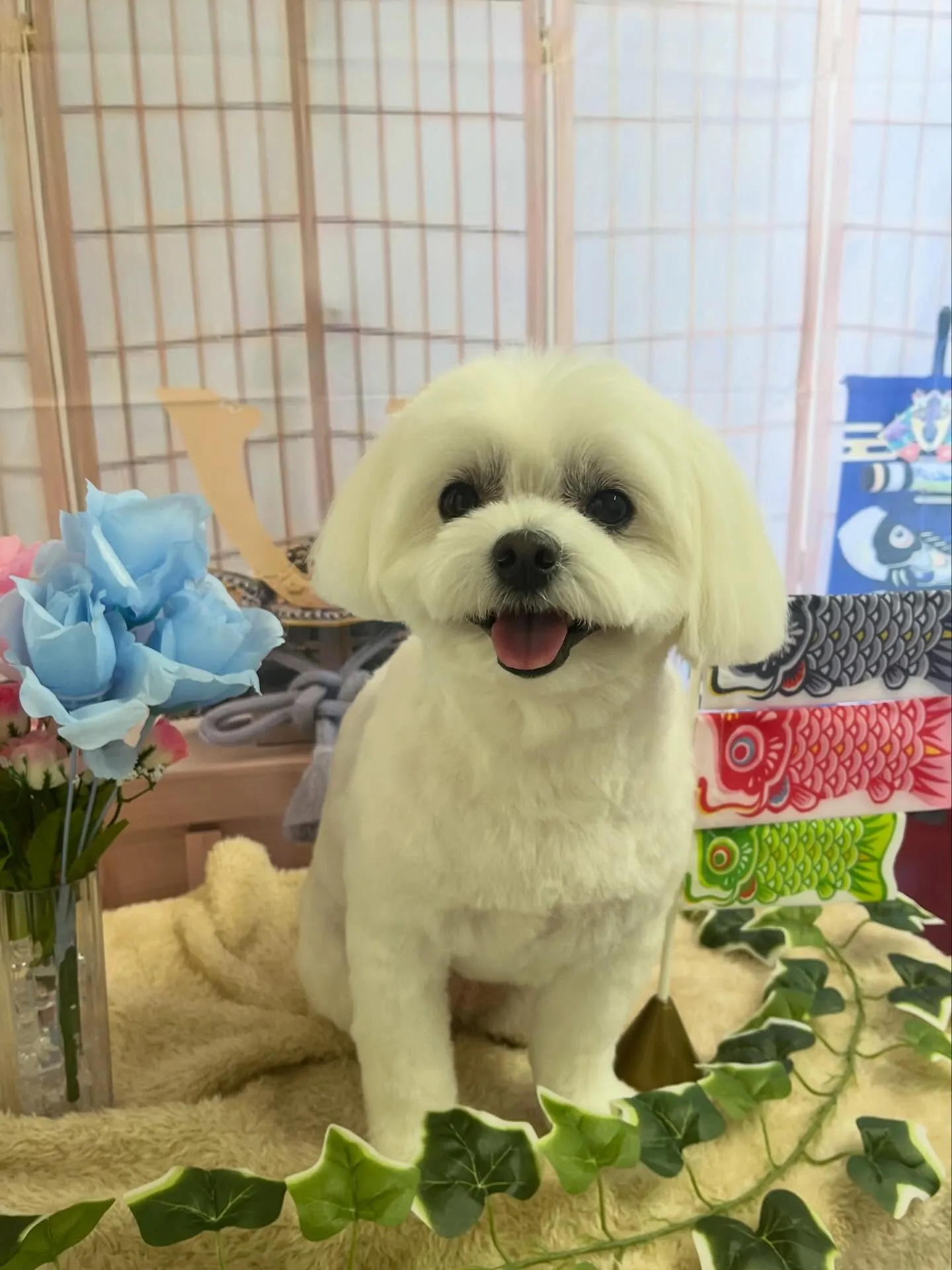 🍃5/5のトリミング🍃ミックス犬🐶｜名東区・千種区・守山区の...