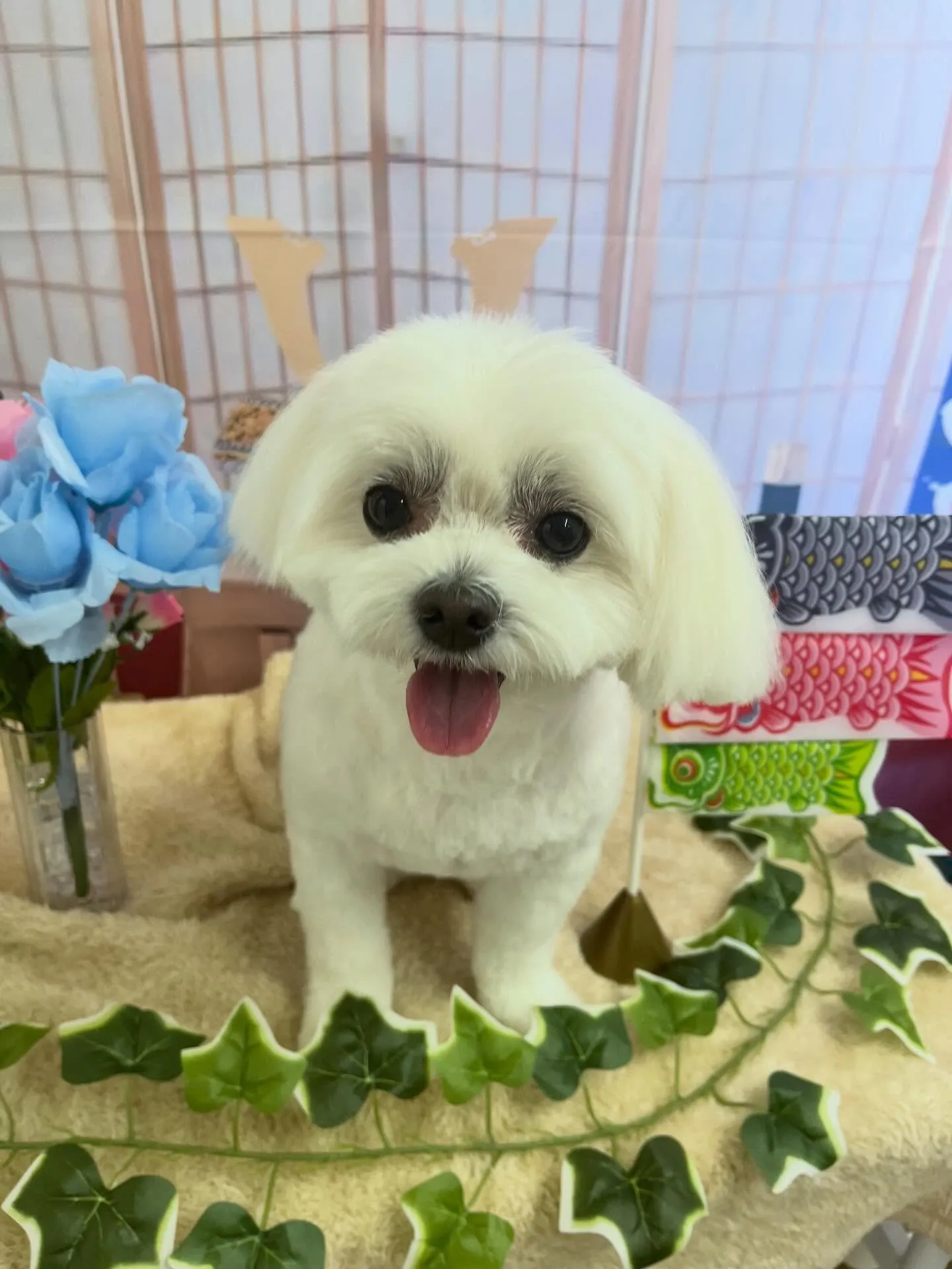 🍃5/5のトリミング🍃ミックス犬🐶｜名東区・千種区・守山区の...