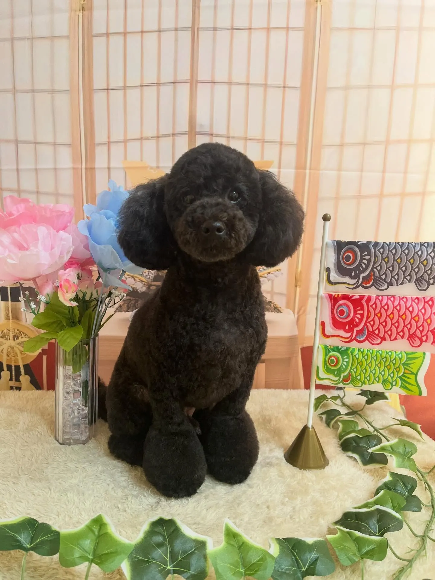 🍃5/5のトリミング🍃プードル 🐶｜名東区・千種区・守山区の...