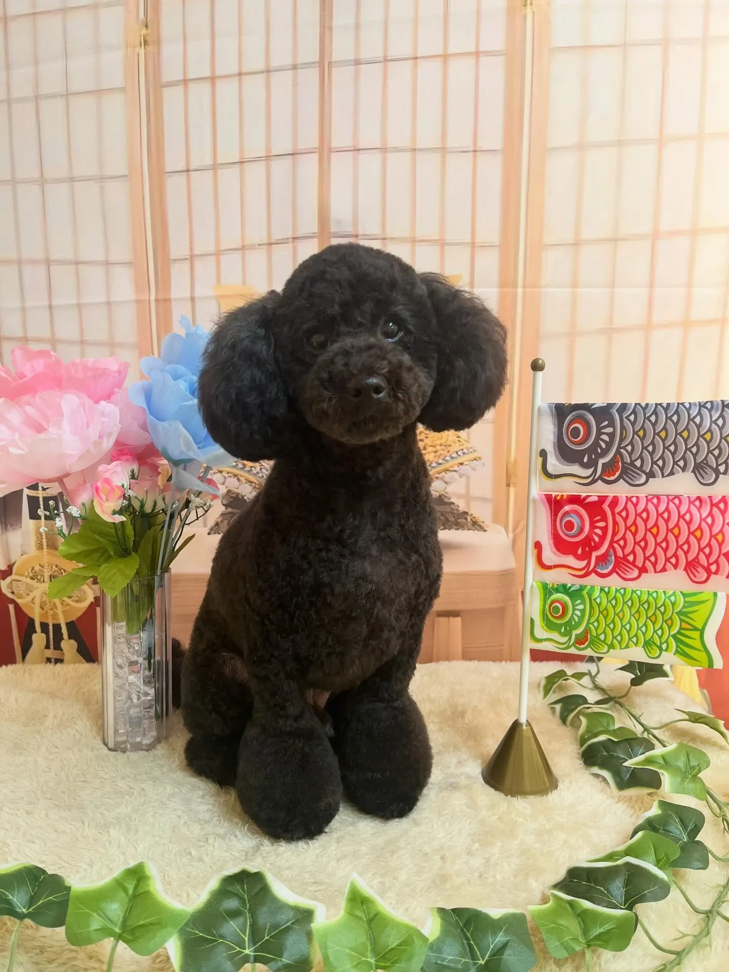 🍃5/5のトリミング🍃プードル 🐶｜名東区・千種区・守山区の...