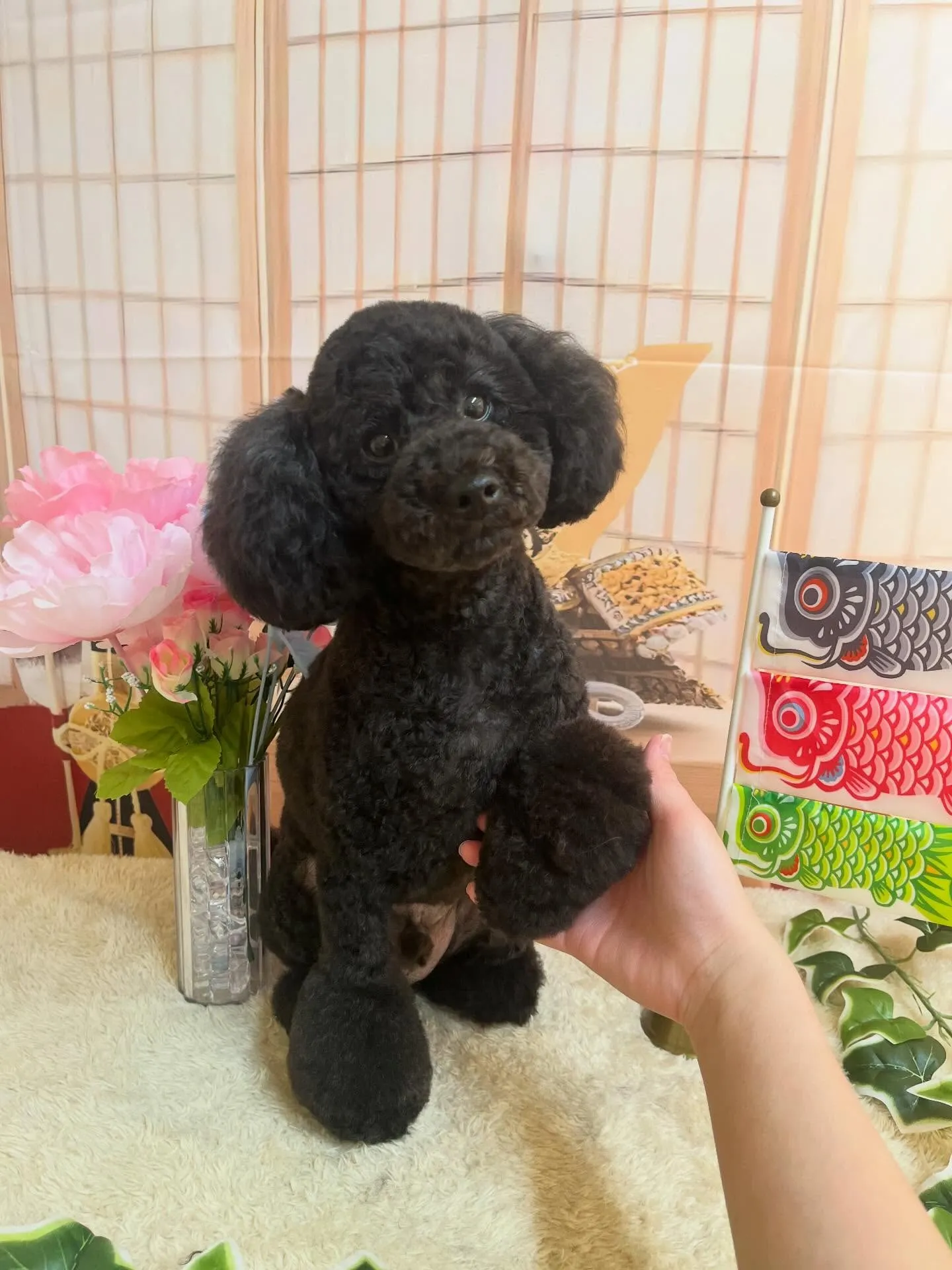 🍃5/5のトリミング🍃プードル 🐶｜名東区・千種区・守山区の...