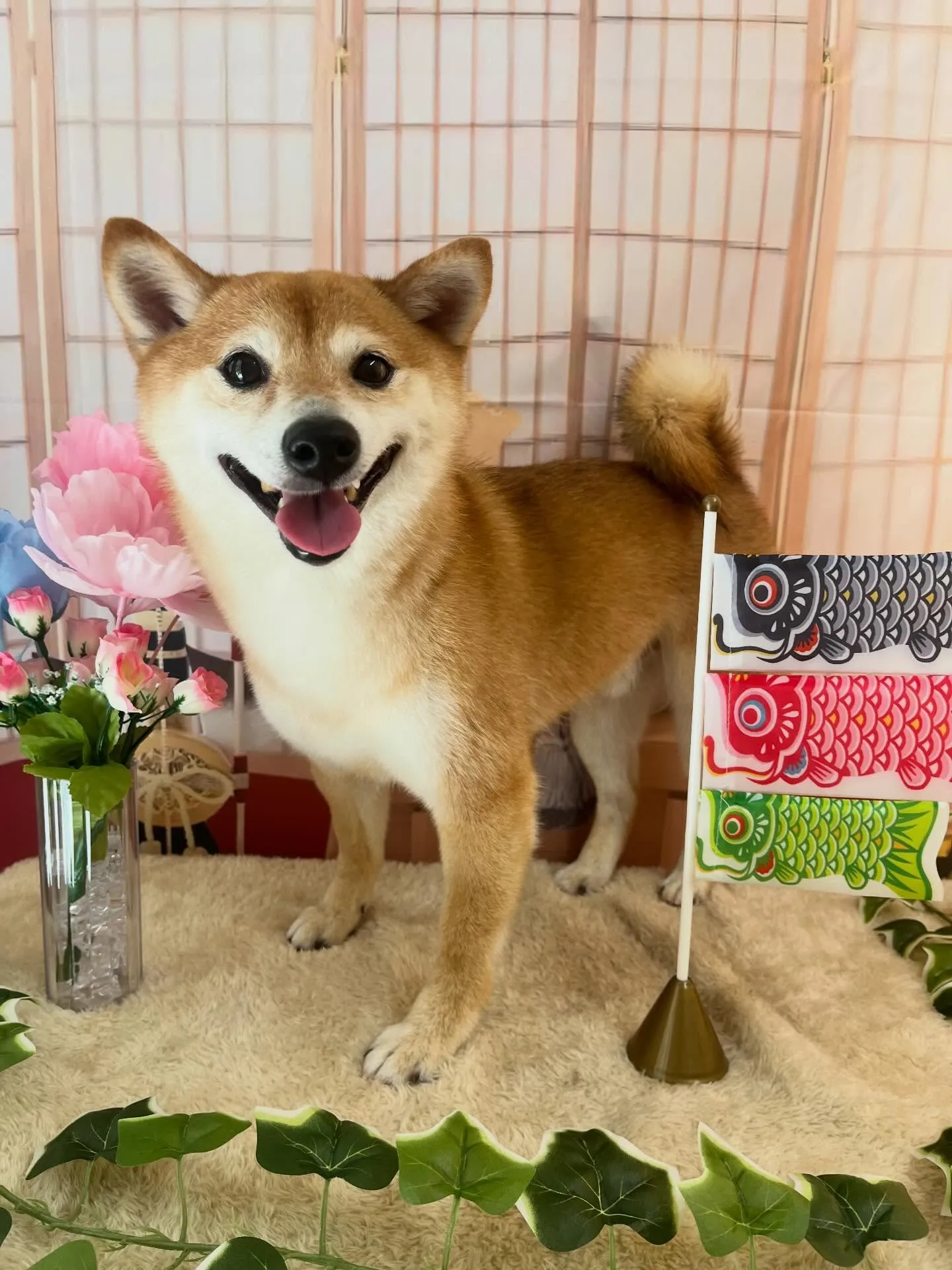 🍃5/5のトリミング🍃柴犬🐶｜名東区・千種区・守山区の動物病...