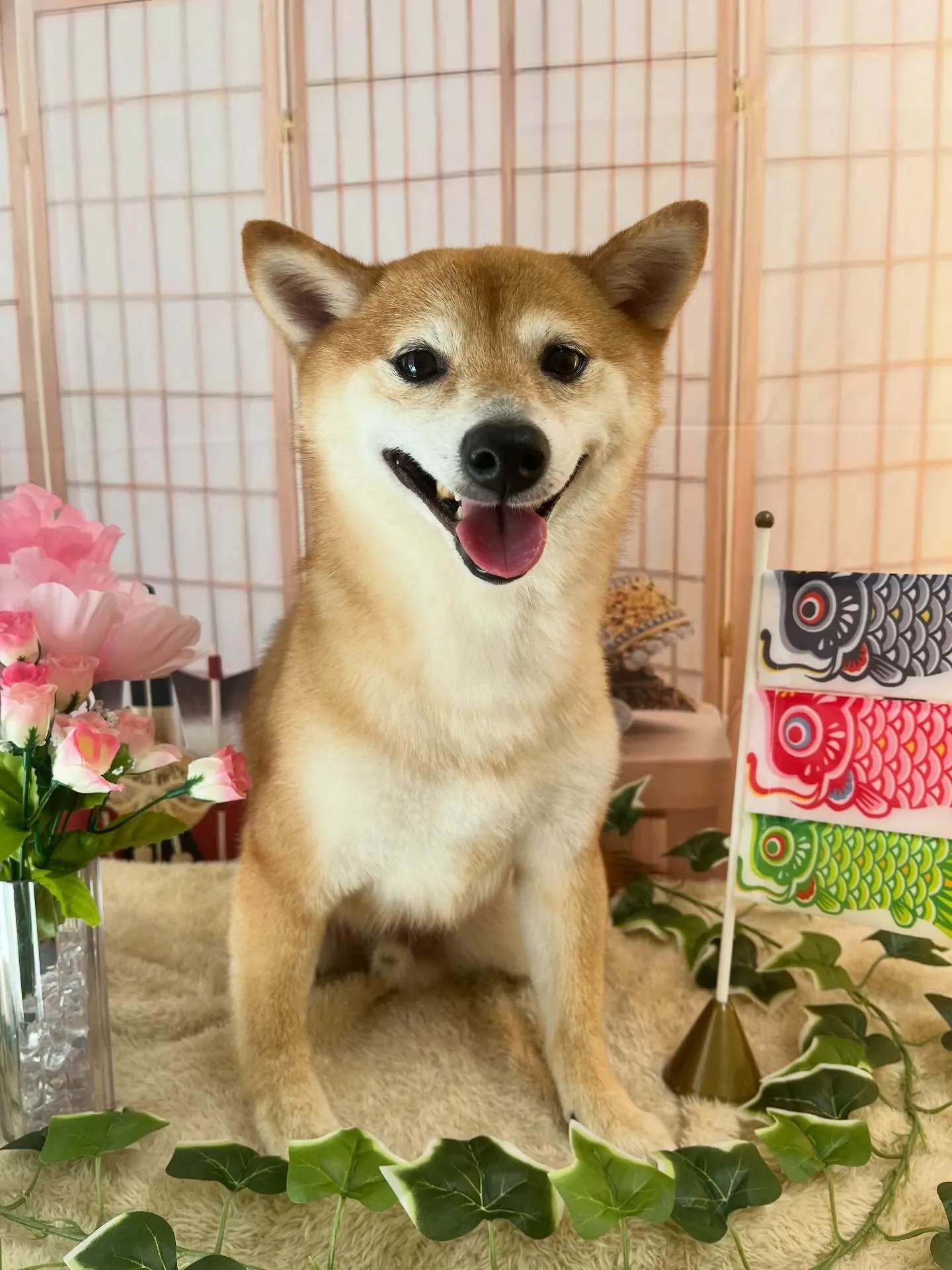 🍃5/5のトリミング🍃柴犬🐶｜名東区・千種区・守山区の動物病...