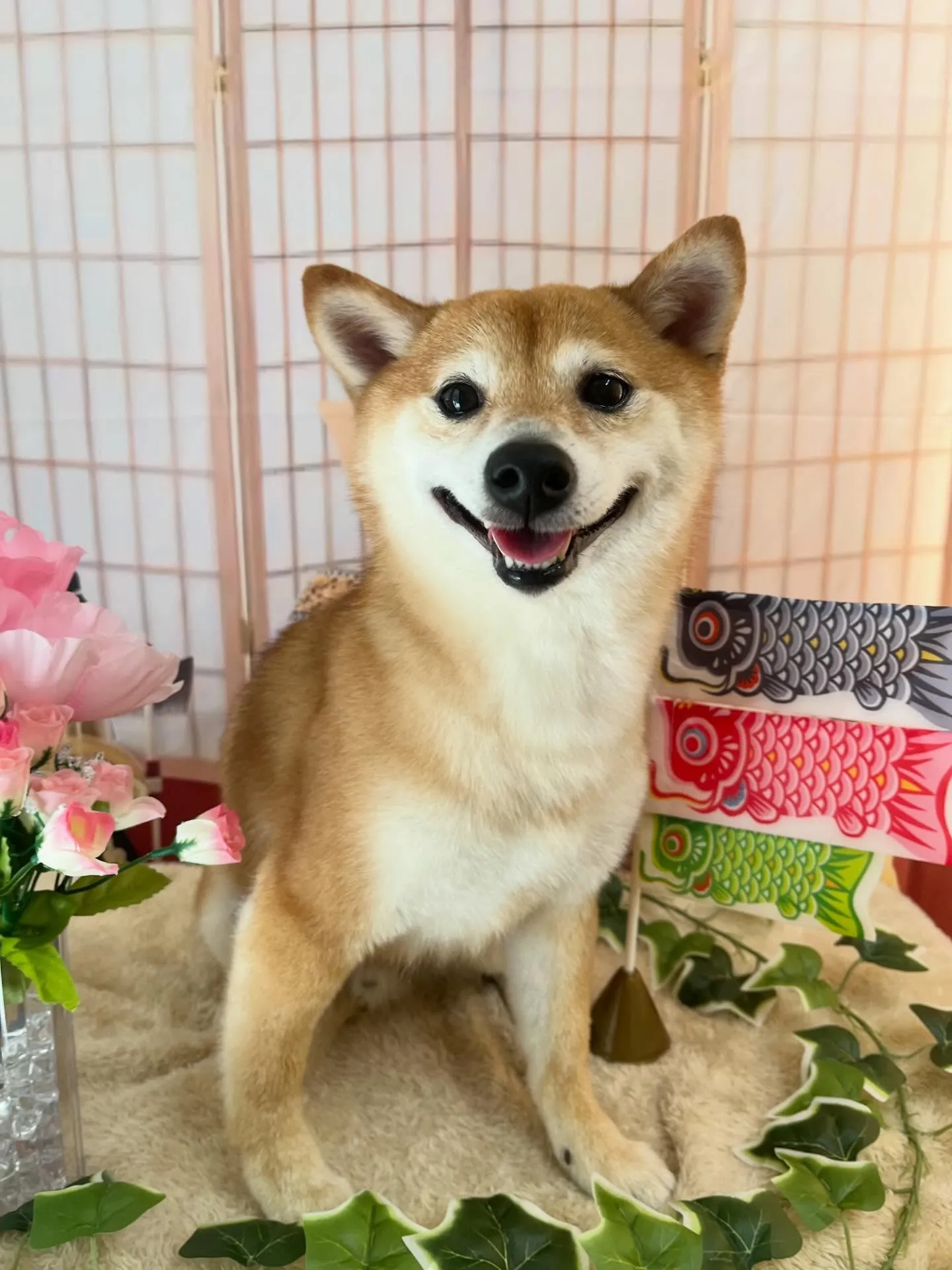 🍃5/5のトリミング🍃柴犬🐶｜名東区・千種区・守山区の動物病...