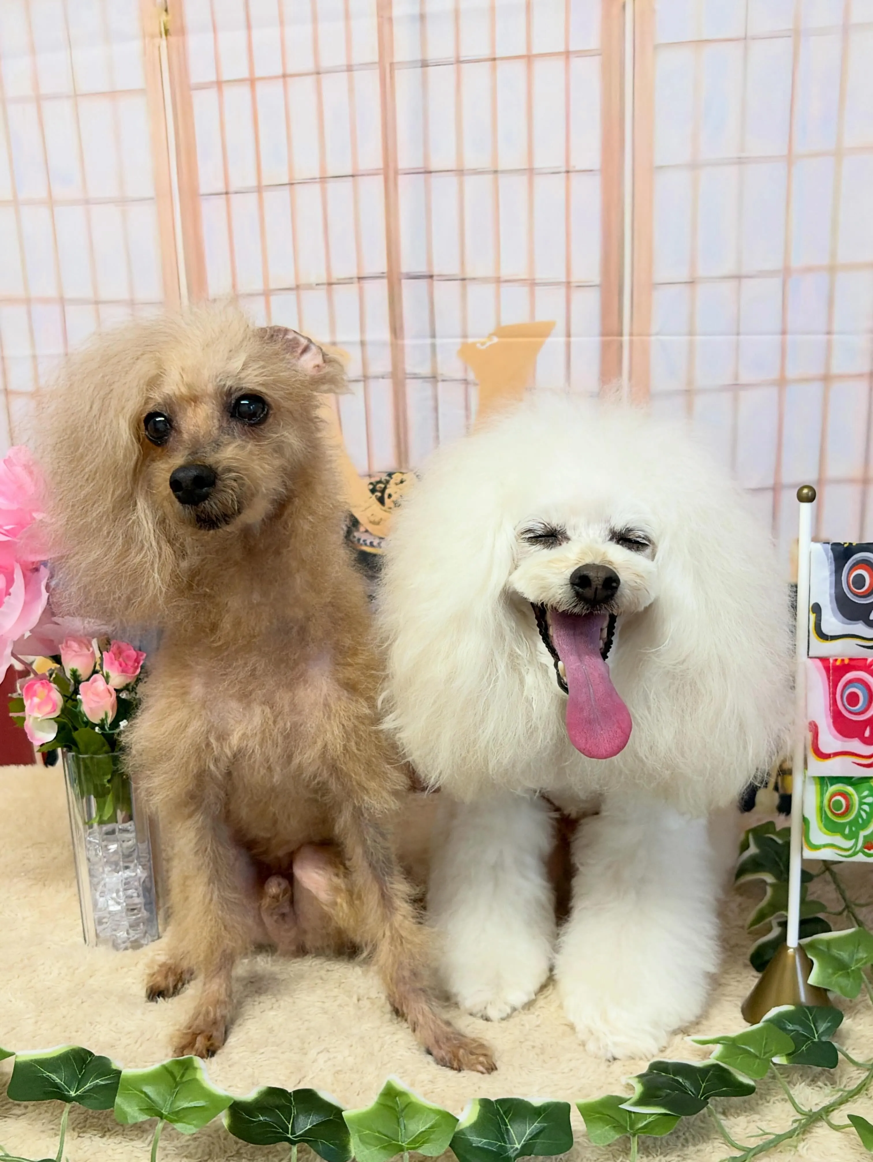 🍃5/8のトリミング🍃プードル🐶｜名東区・千種区・守山区の動...