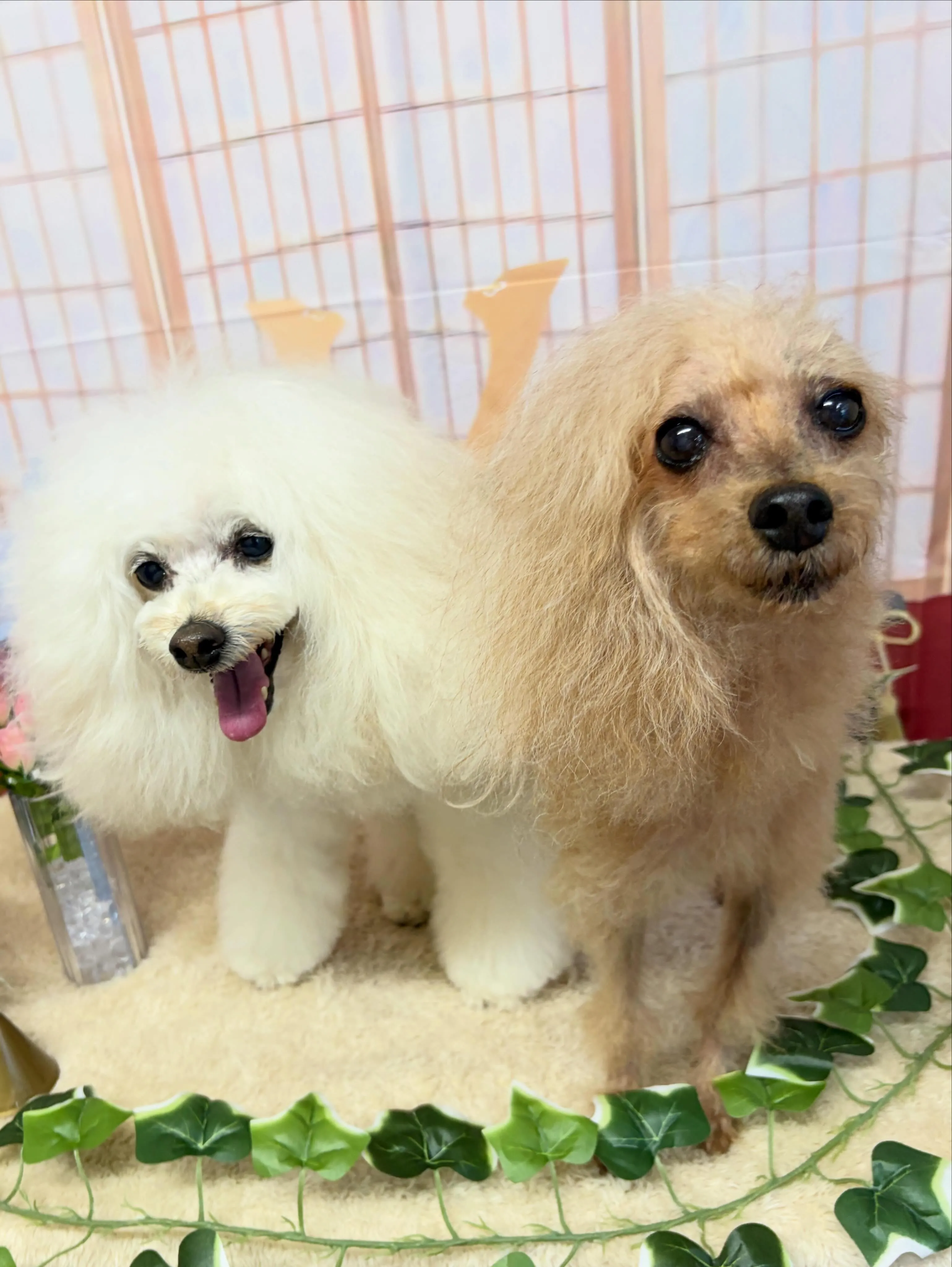 🍃5/8のトリミング🍃プードル🐶｜名東区・千種区・守山区の動...