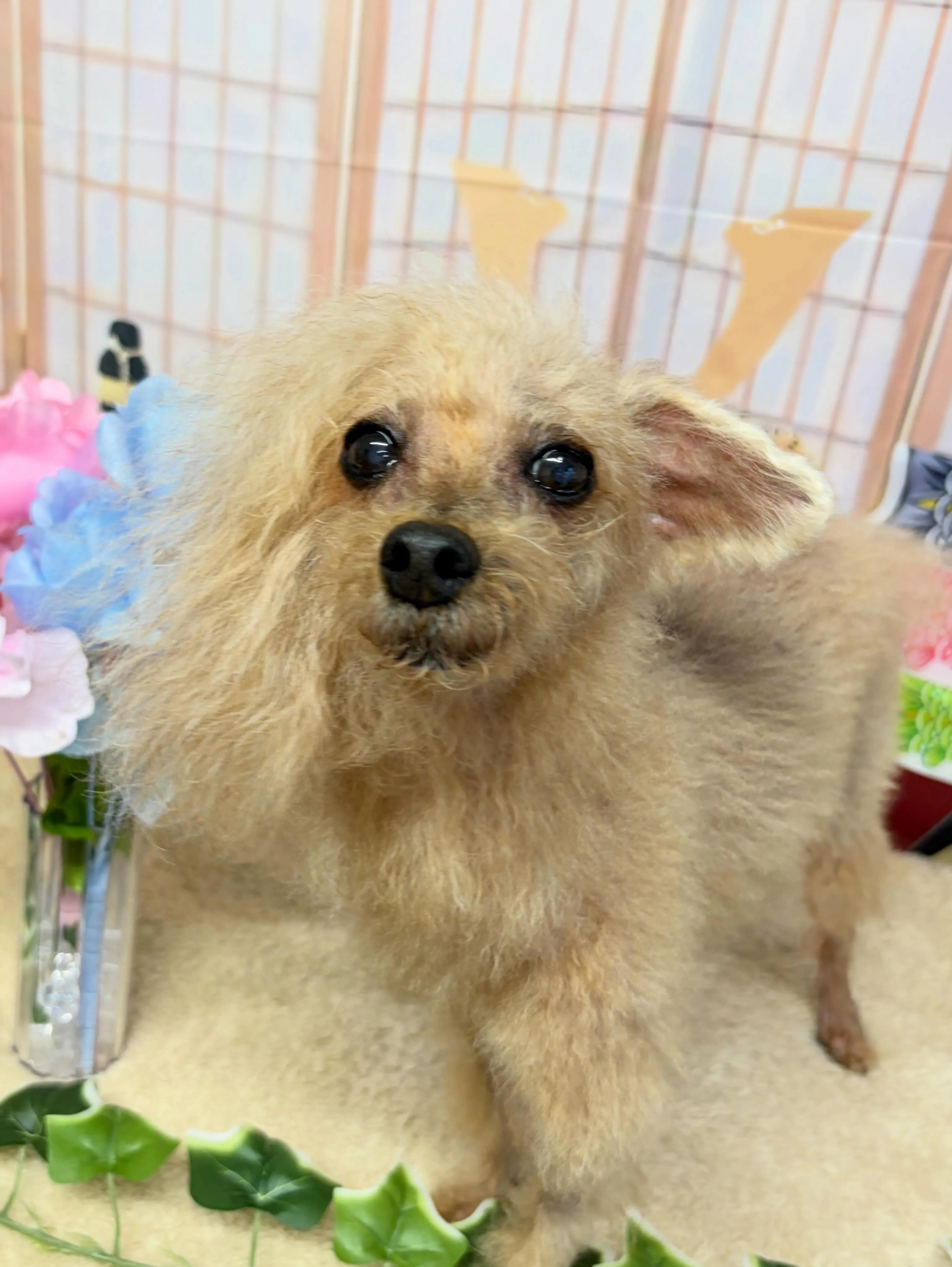 🍃5/8のトリミング🍃プードル🐶｜名東区・千種区・守山区の動...