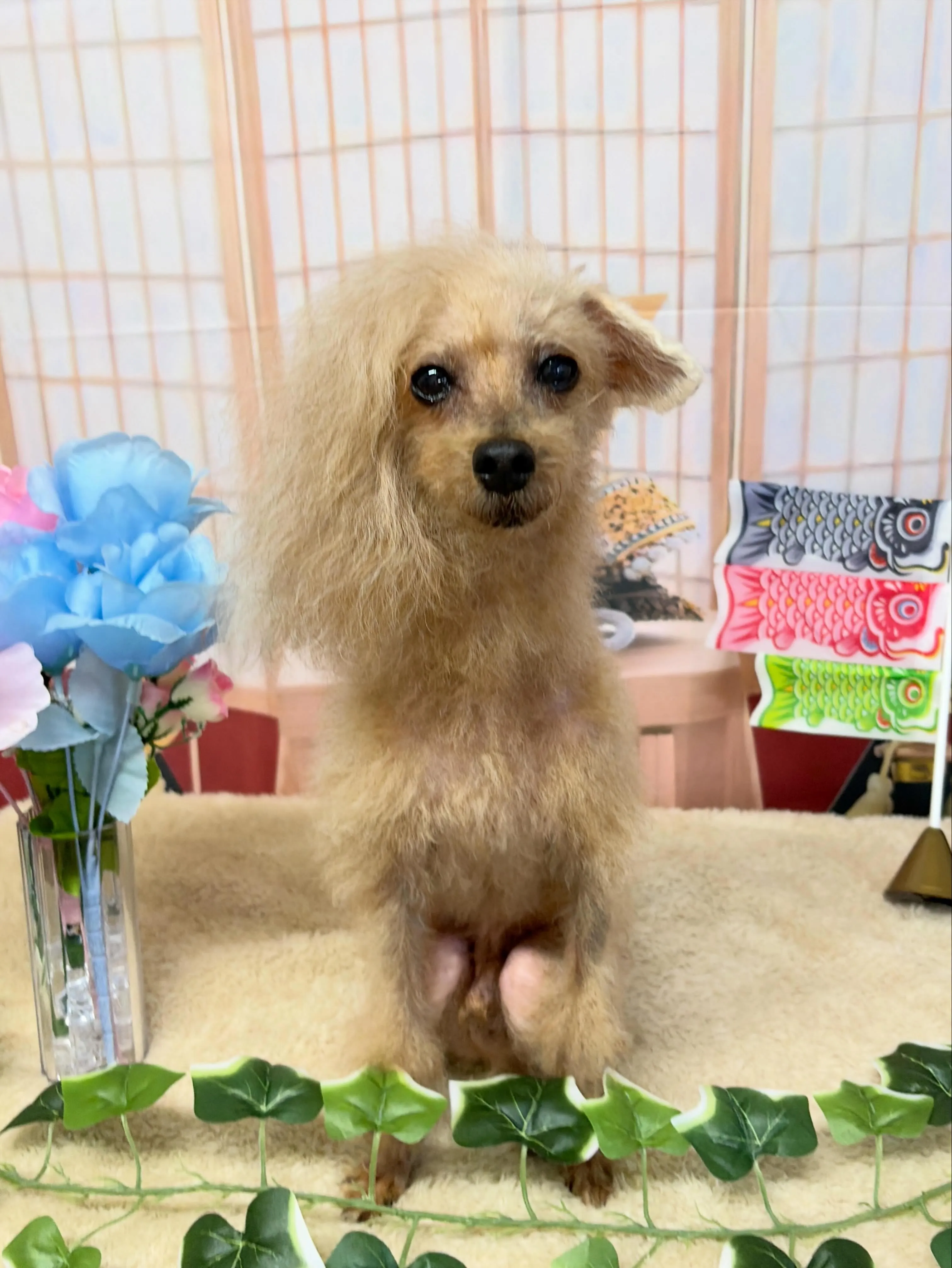 🍃5/8のトリミング🍃プードル🐶｜名東区・千種区・守山区の動...