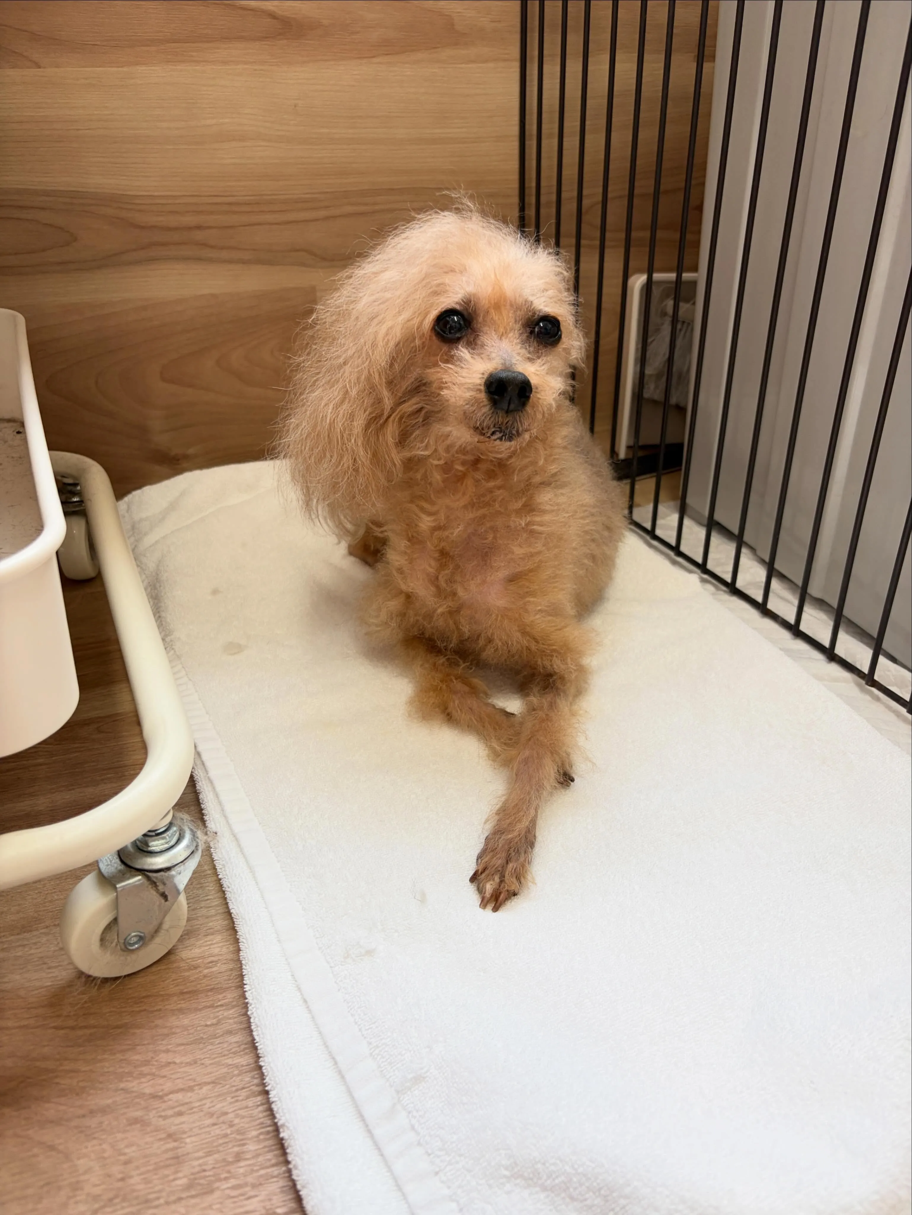 🍃5/8のトリミング🍃プードル🐶｜名東区・千種区・守山区の動...
