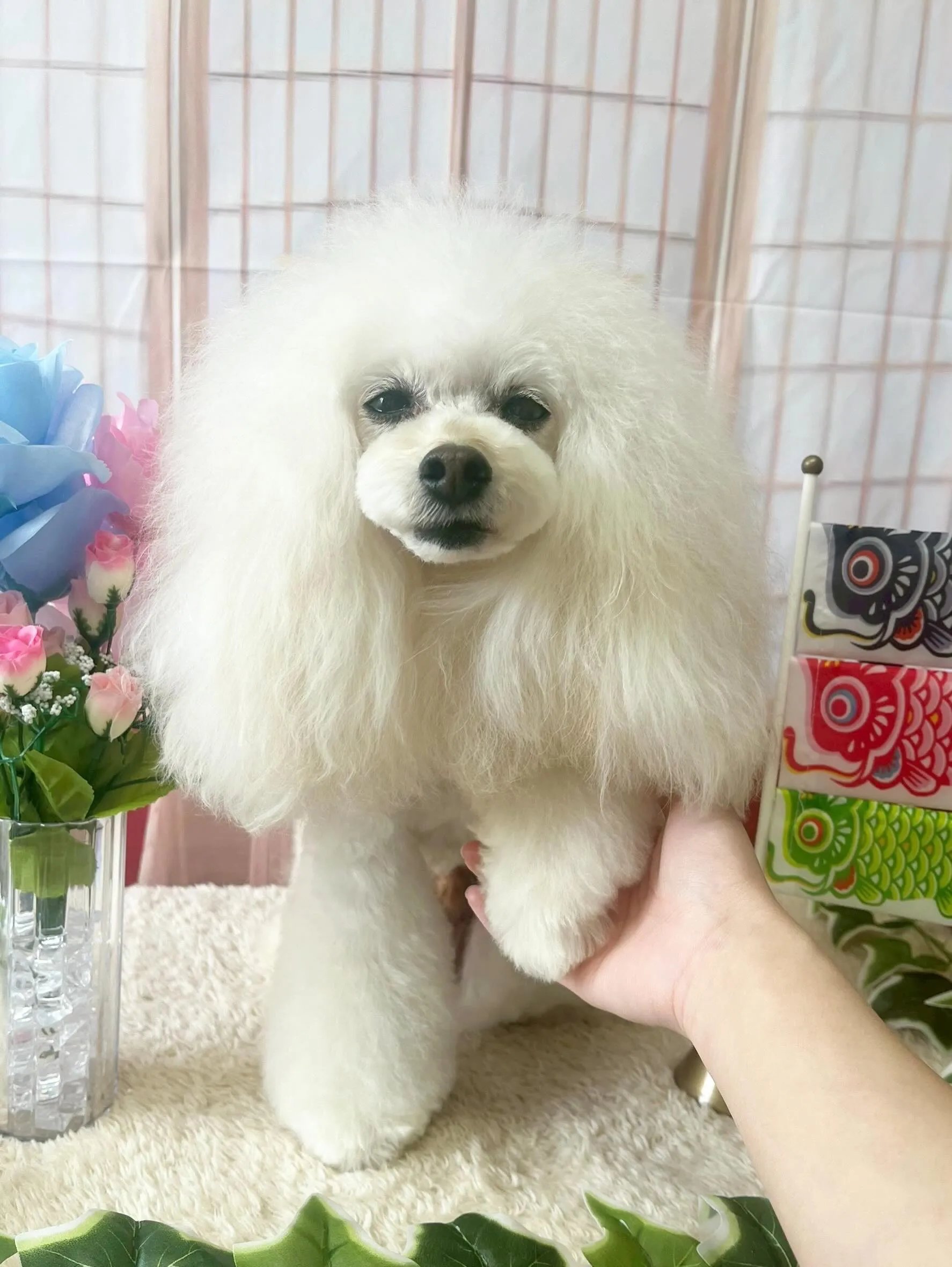 🍃5/8のトリミング🍃プードル🐶｜名東区・千種区・守山区の動...