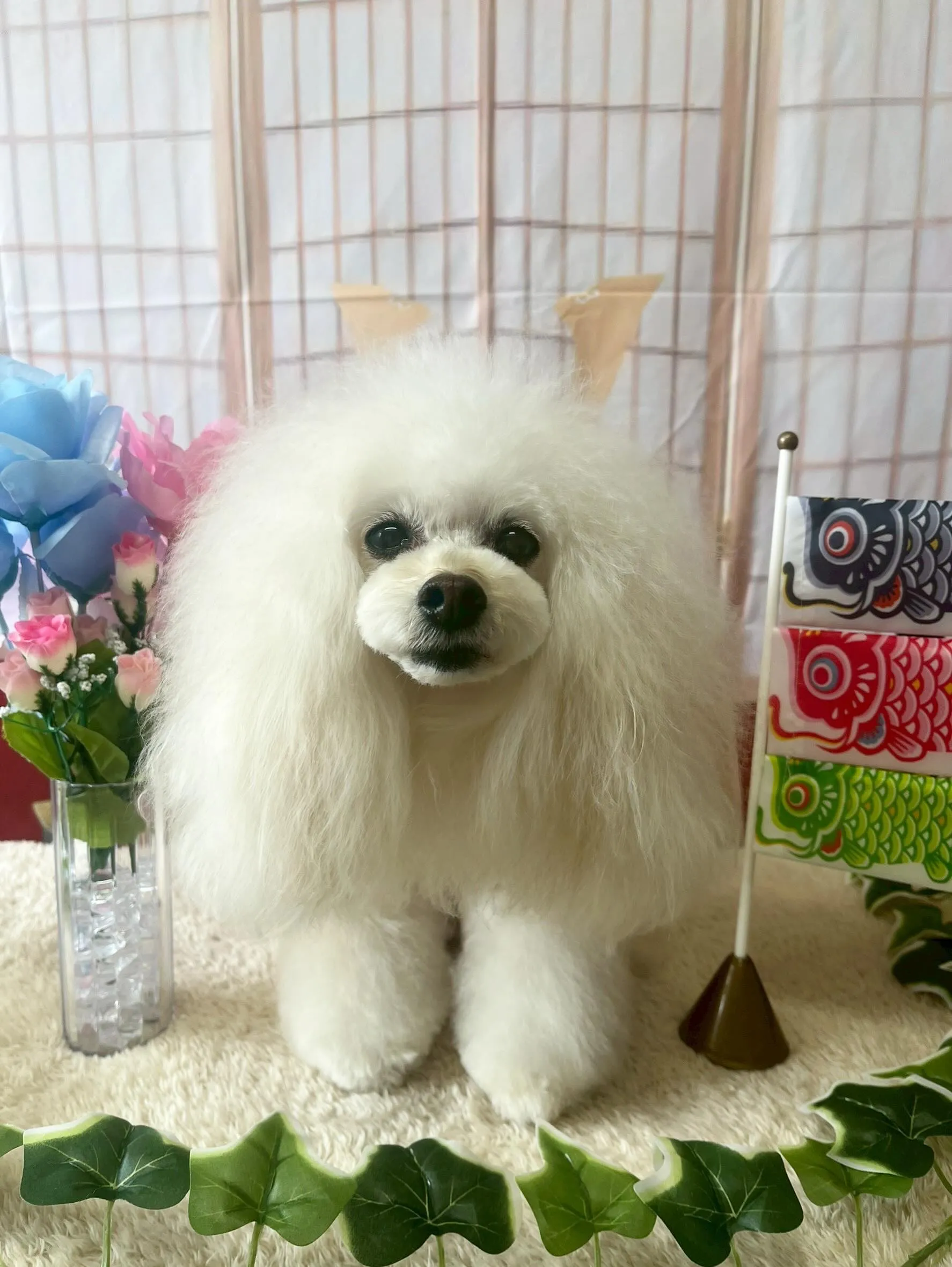 🍃5/8のトリミング🍃プードル🐶｜名東区・千種区・守山区の動...