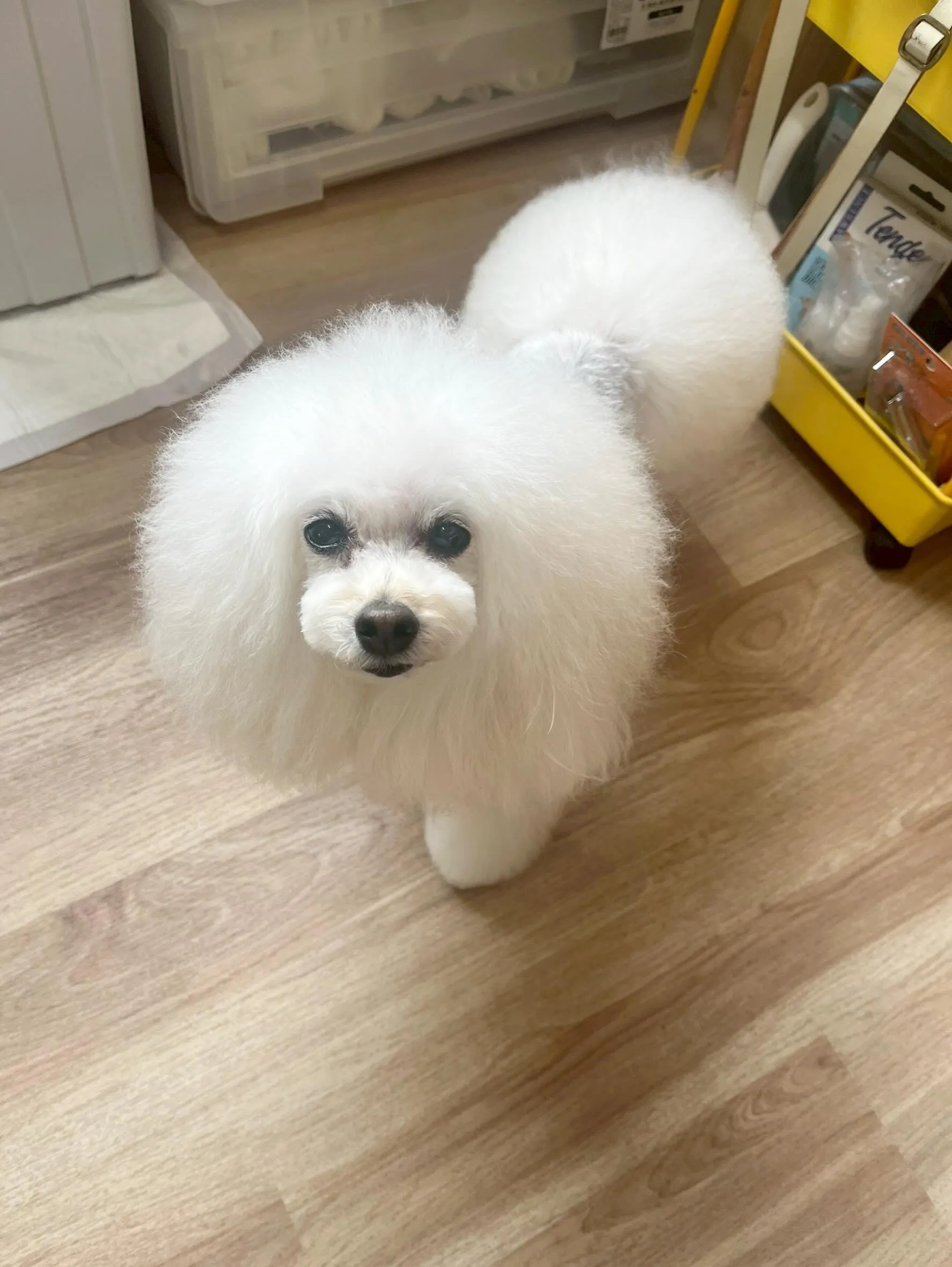🍃5/8のトリミング🍃プードル🐶｜名東区・千種区・守山区の動...