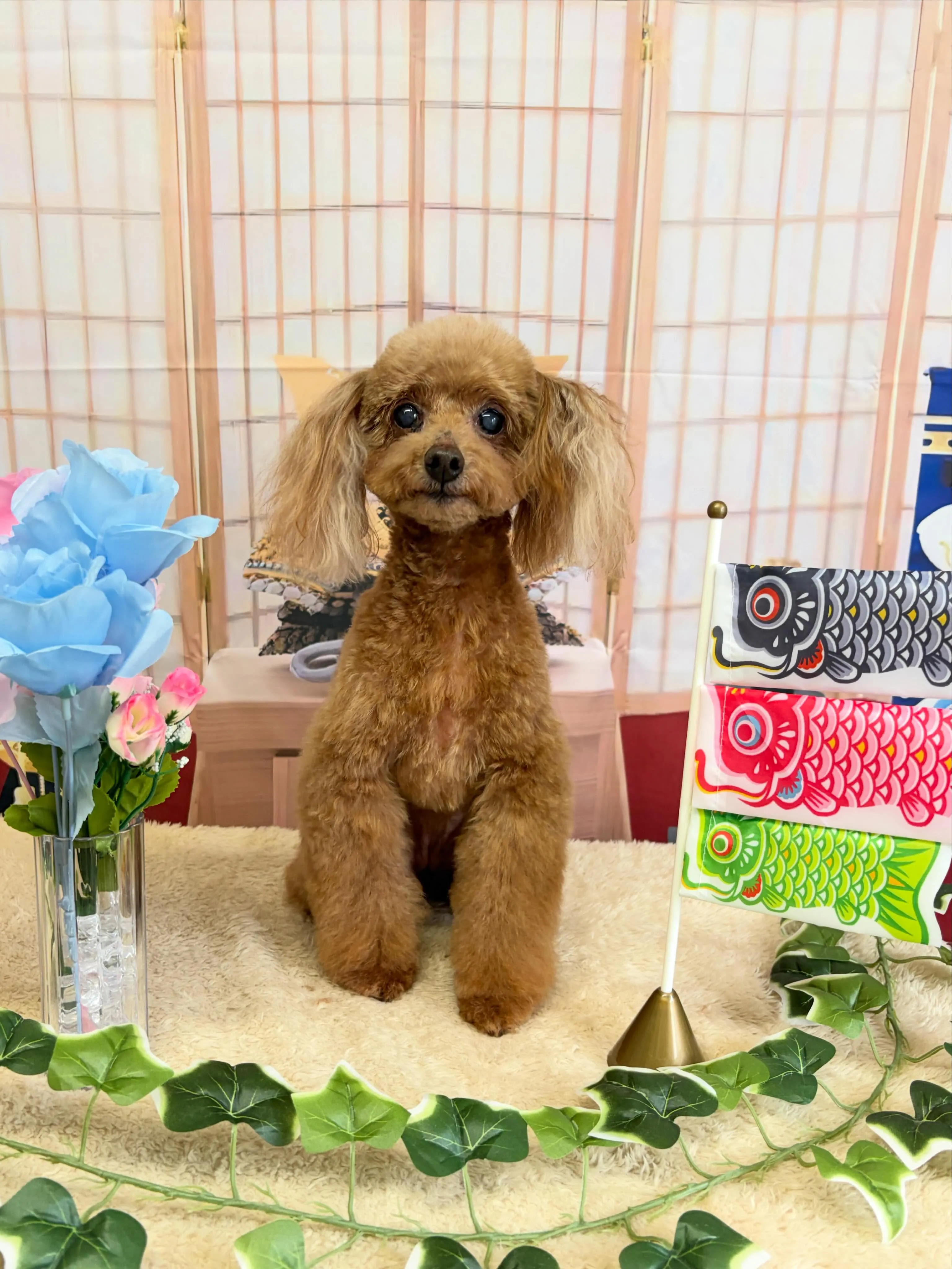 🍃5/8のトリミング🍃プードル🐶｜名東区・千種区・守山区の動...