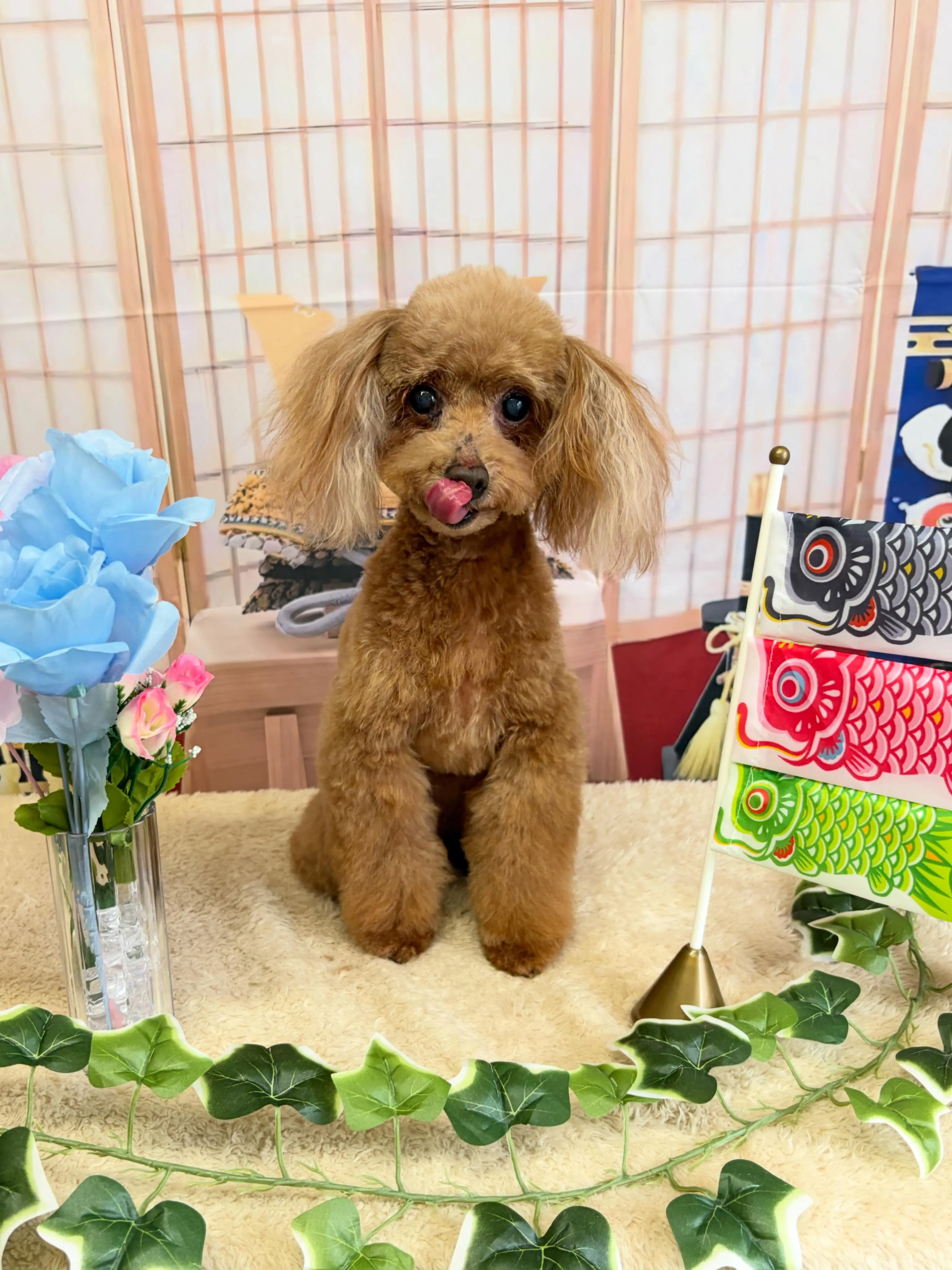 🍃5/8のトリミング🍃プードル🐶｜名東区・千種区・守山区の動...
