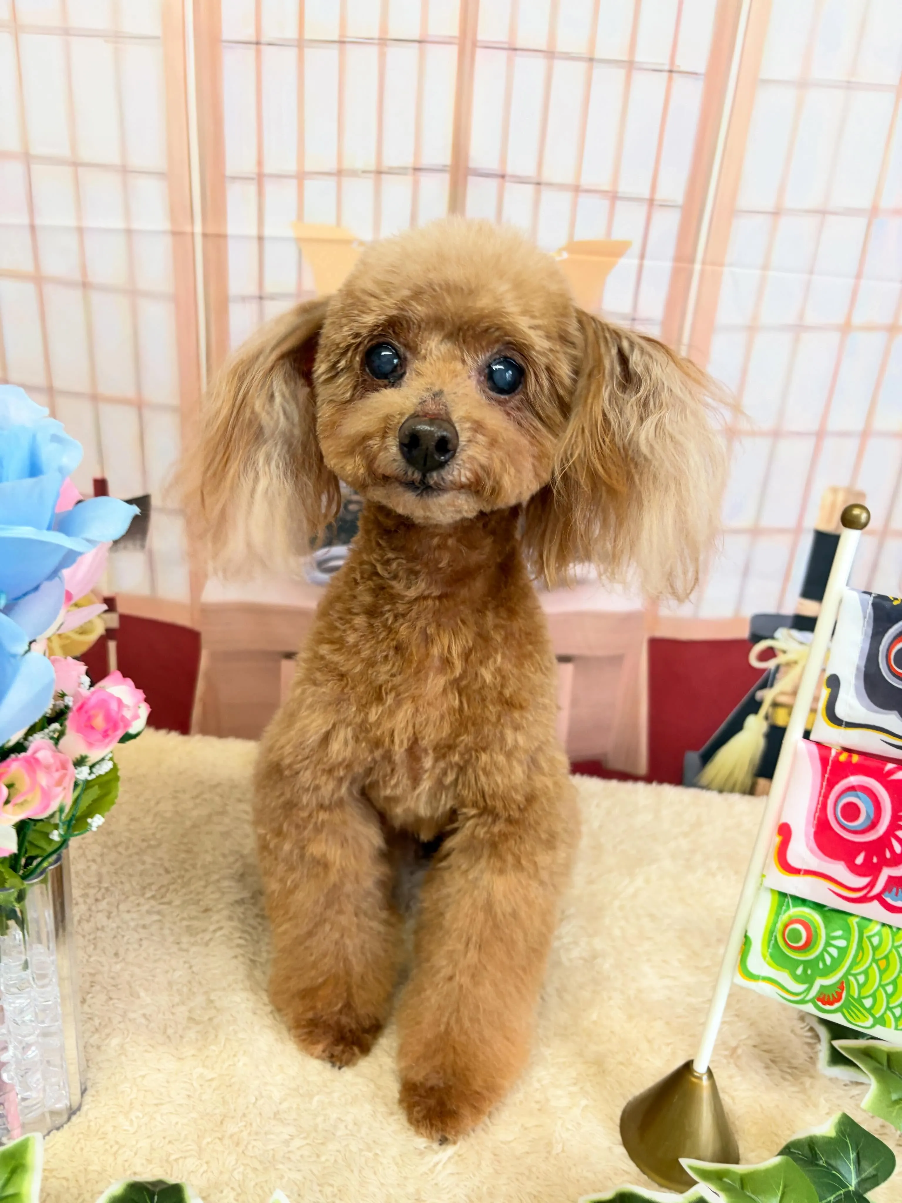 🍃5/8のトリミング🍃プードル🐶｜名東区・千種区・守山区の動...