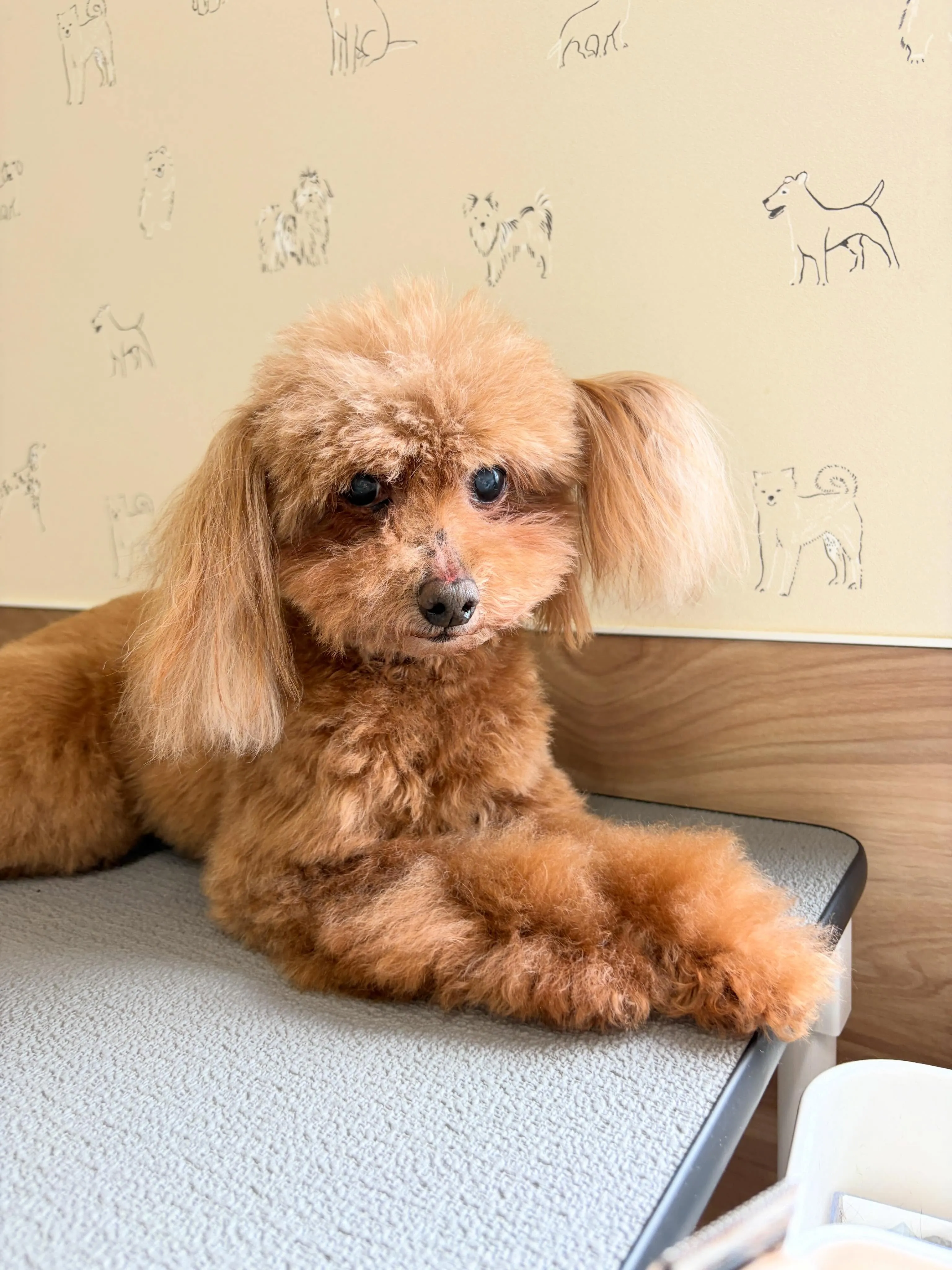 🍃5/8のトリミング🍃プードル🐶｜名東区・千種区・守山区の動...