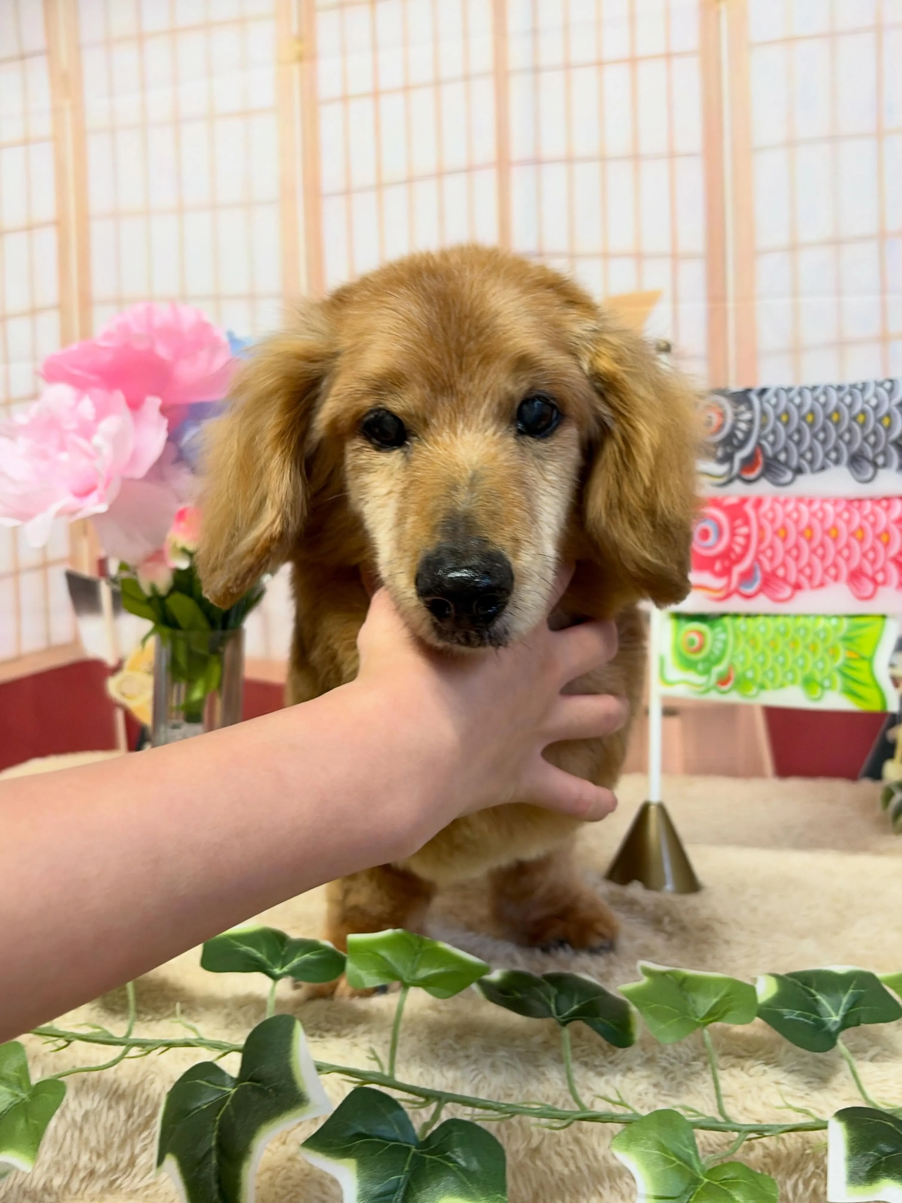 🍃5/8のトリミング🍃ダックス🐶｜名東区・千種区・守山区の動...