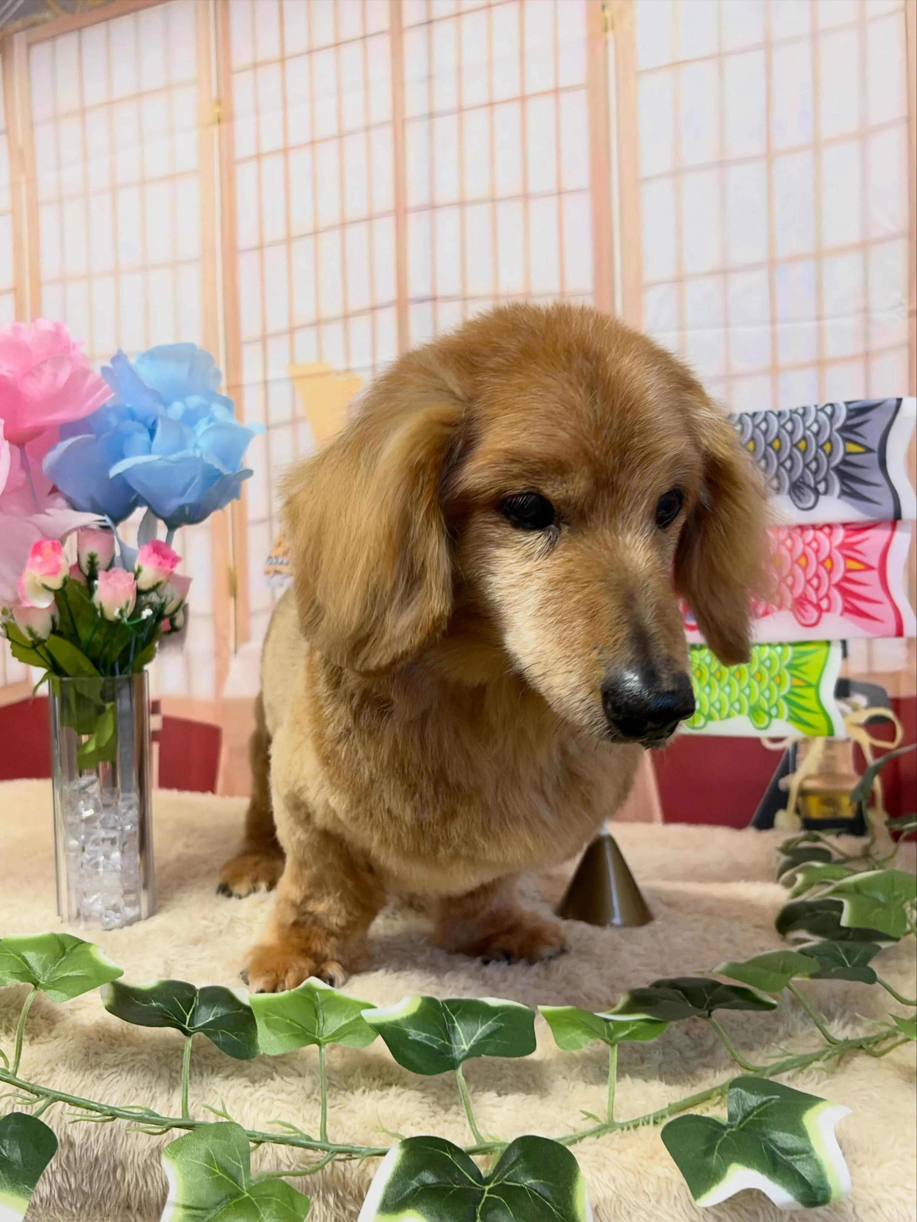 🍃5/8のトリミング🍃ダックス🐶｜名東区・千種区・守山区の動...
