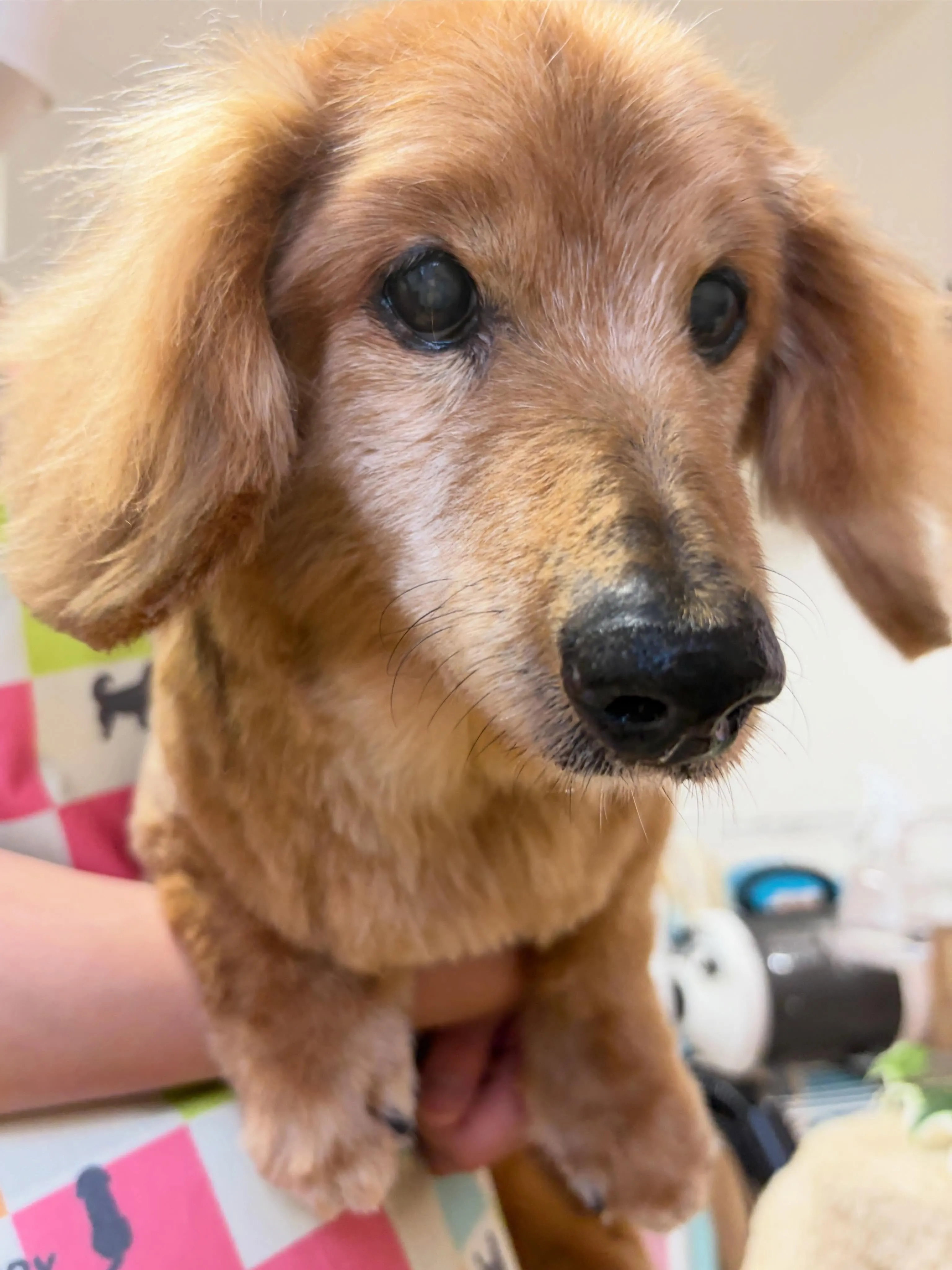 🍃5/8のトリミング🍃ダックス🐶｜名東区・千種区・守山区の動...