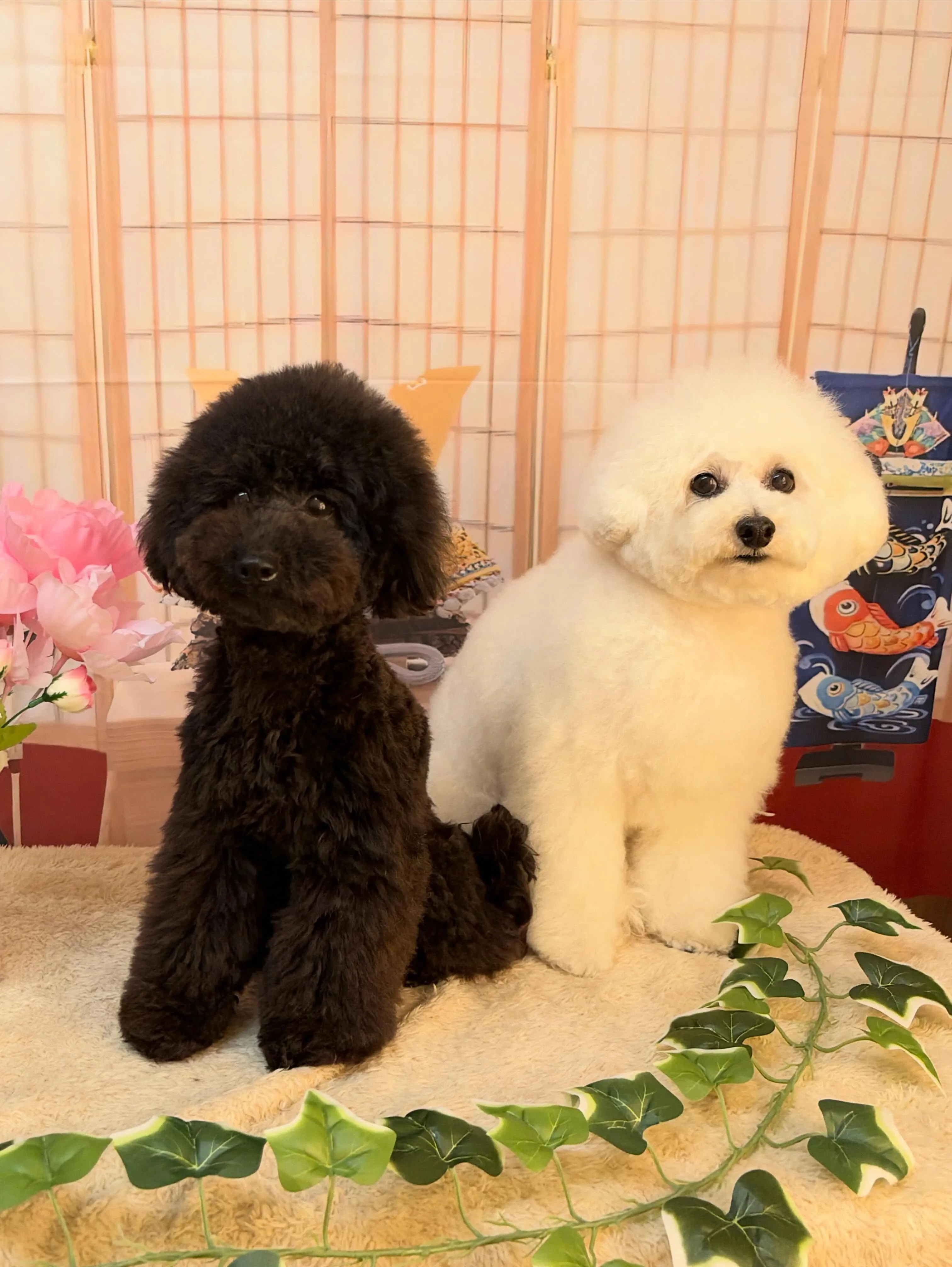 🍃5/9のトリミング🍃プードル🐶｜名東区・千種区・守山区の動...