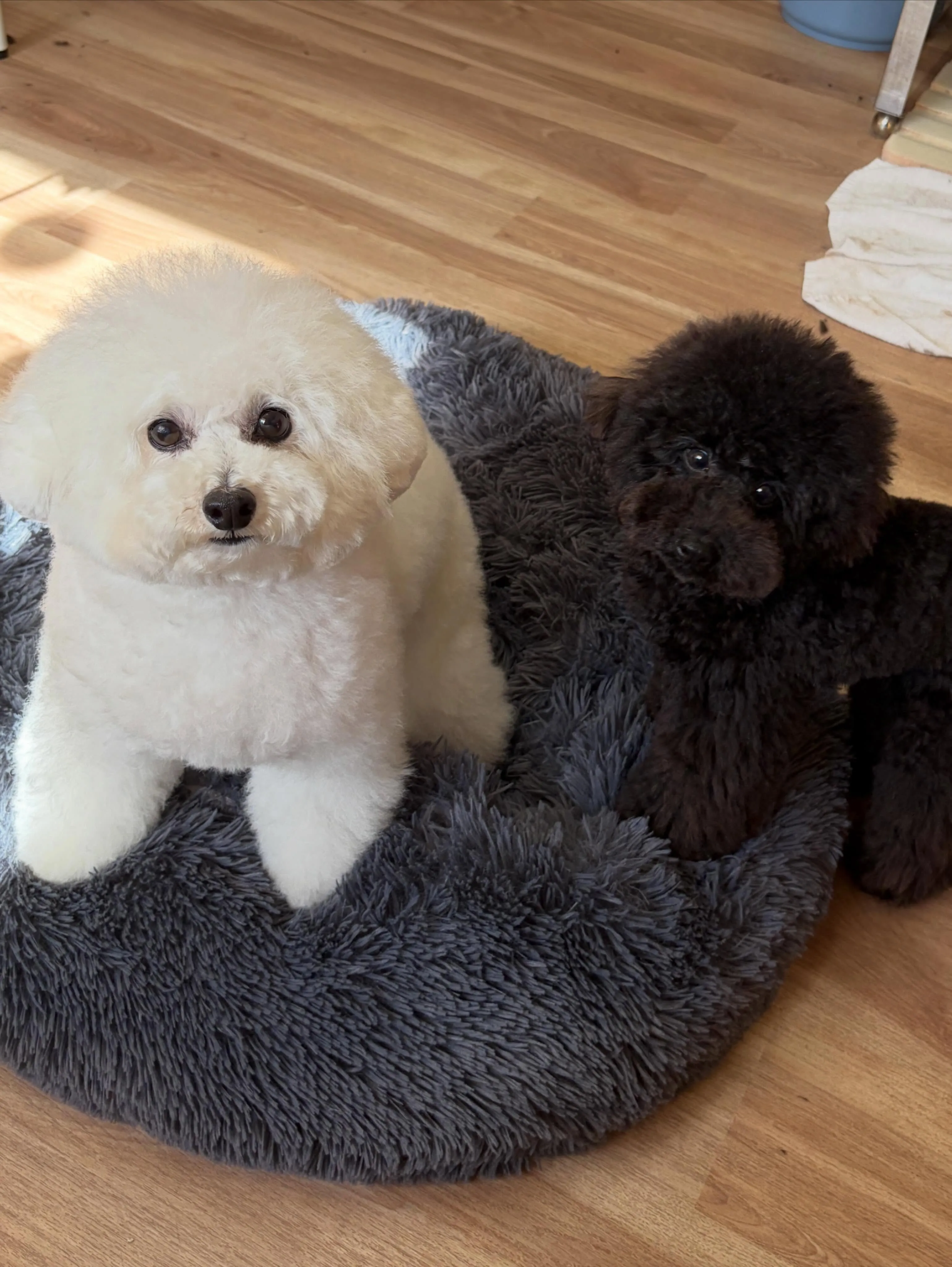 🍃5/9のトリミング🍃プードル🐶｜名東区・千種区・守山区の動...