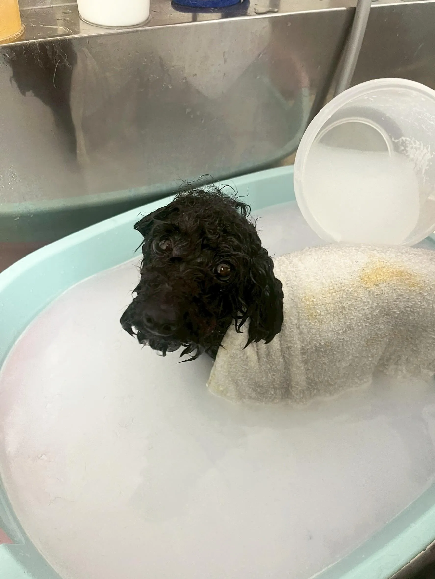 🍃5/9のトリミング🍃プードル🐶｜名東区・千種区・守山区の動...
