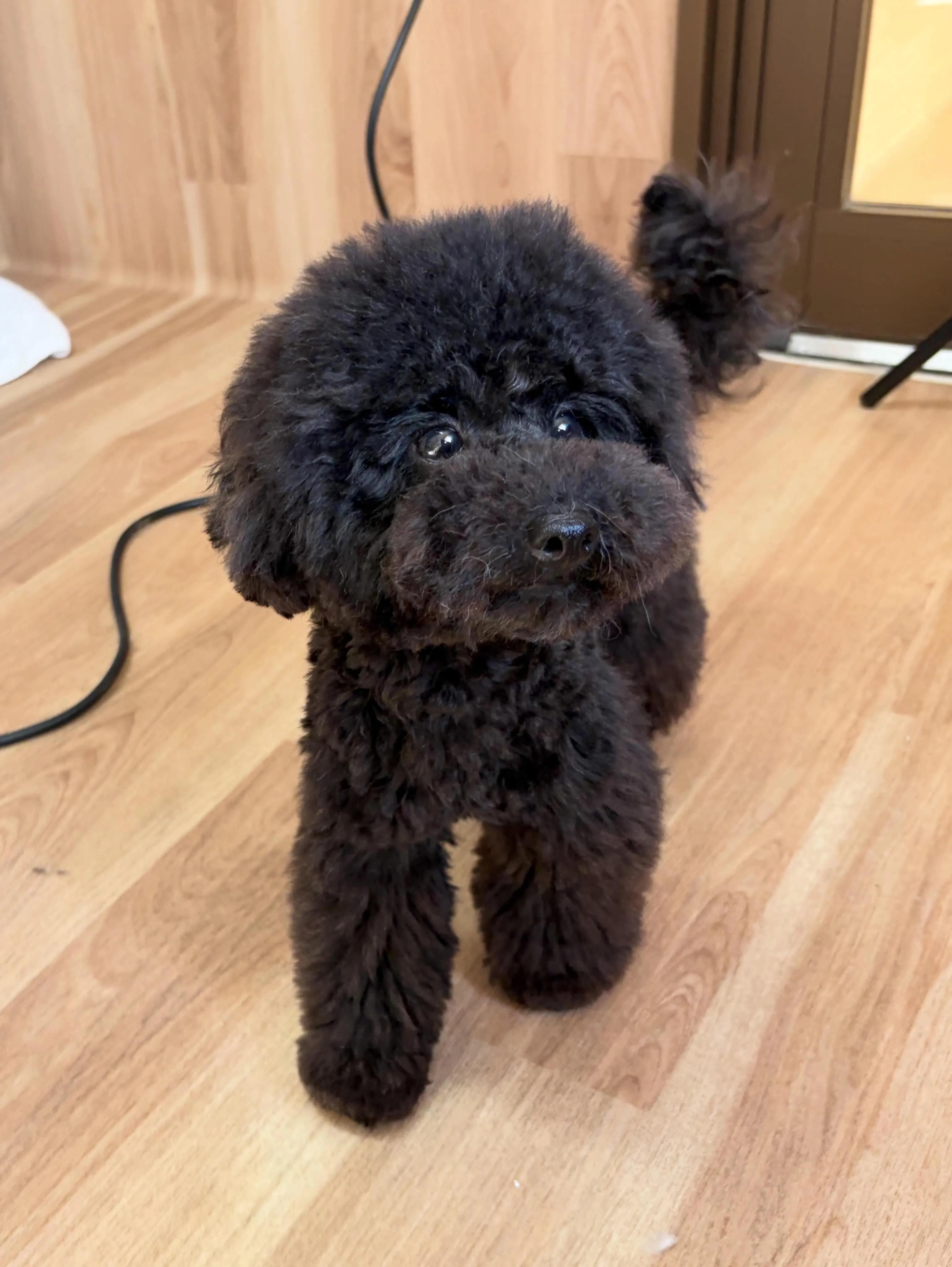 🍃5/9のトリミング🍃プードル🐶｜名東区・千種区・守山区の動...