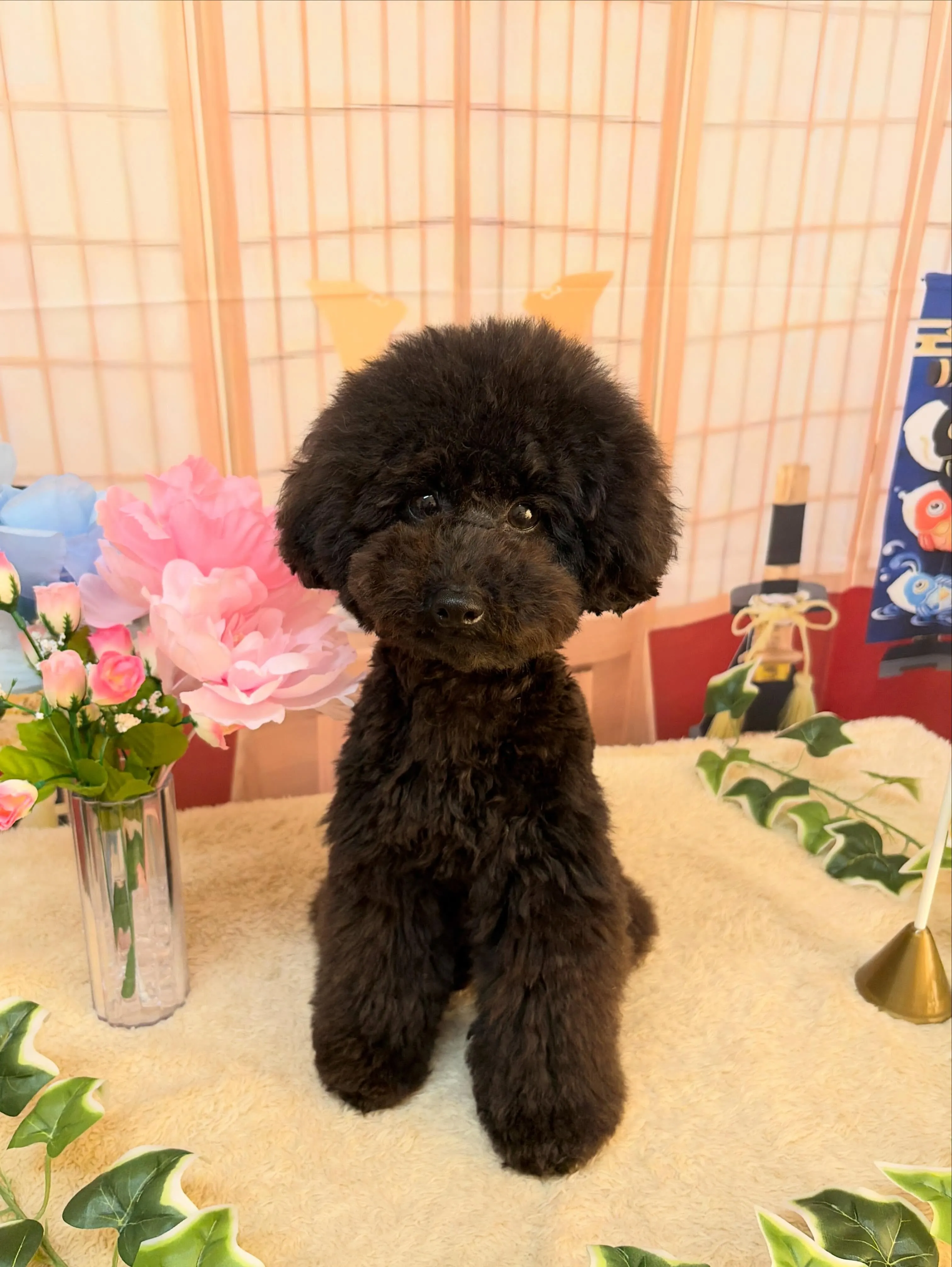 🍃5/9のトリミング🍃プードル🐶｜名東区・千種区・守山区の動...