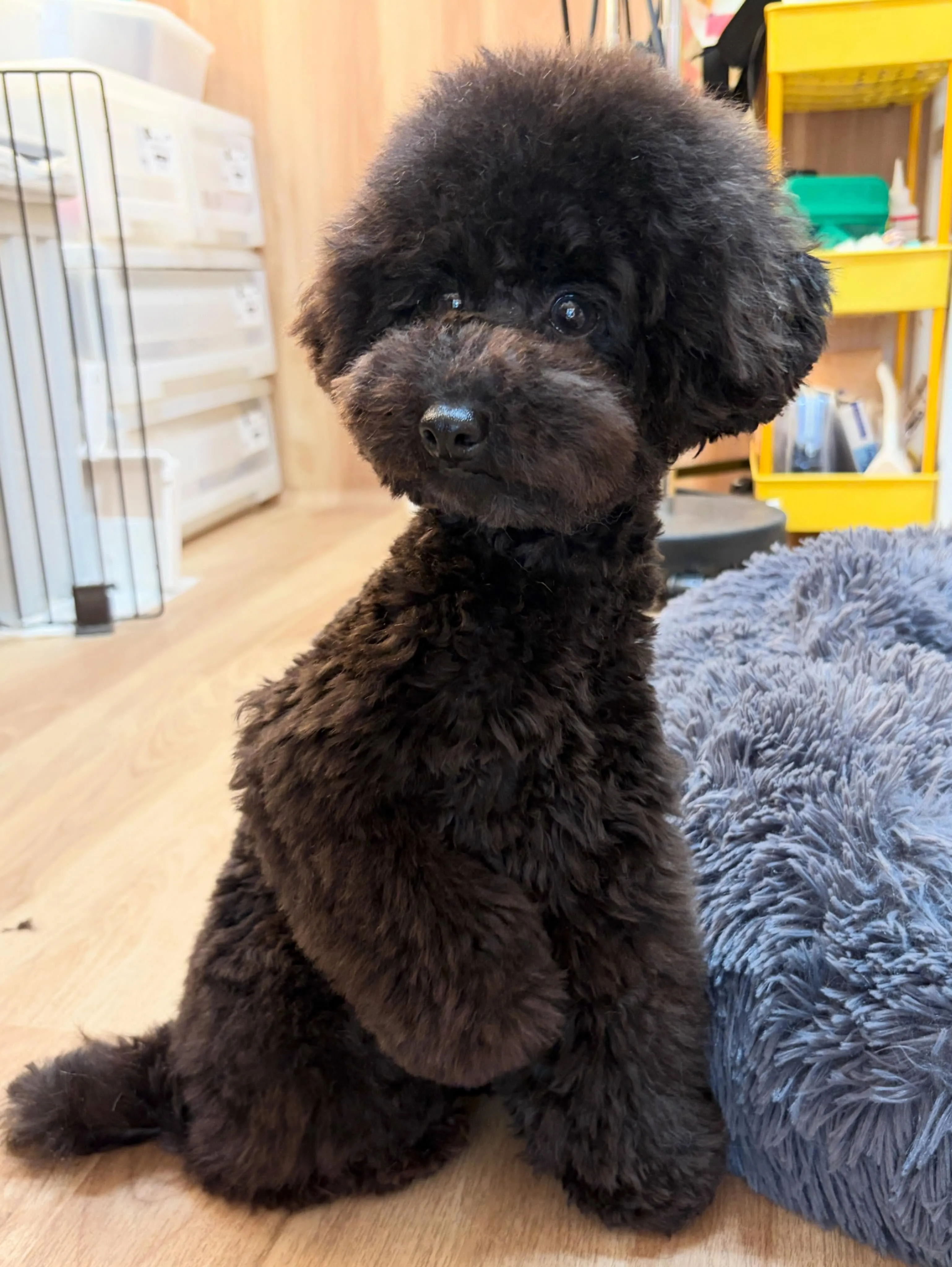🍃5/9のトリミング🍃プードル🐶｜名東区・千種区・守山区の動...