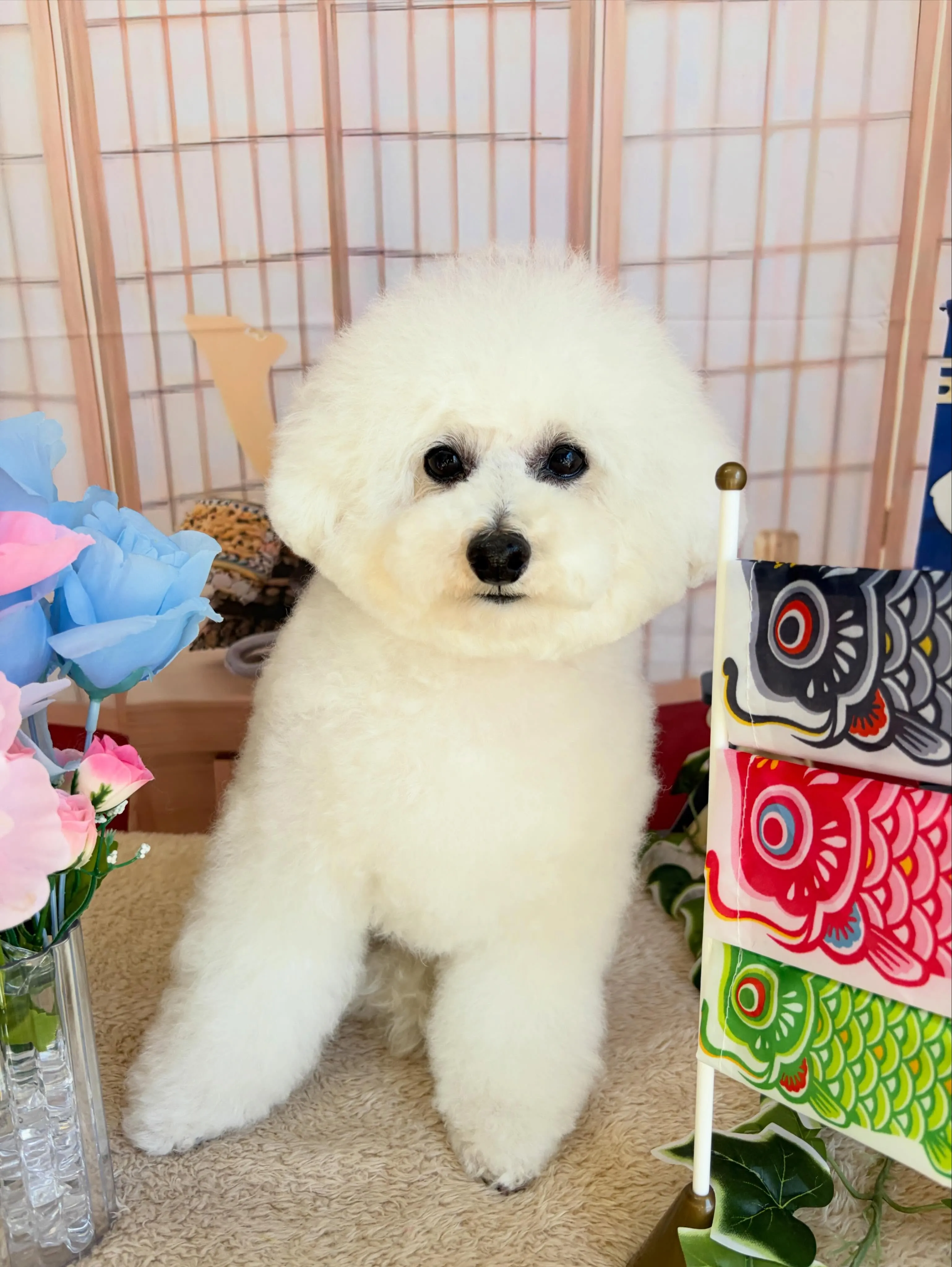 🍃5/9のトリミング🍃プードル🐶｜名東区・千種区・守山区の動...