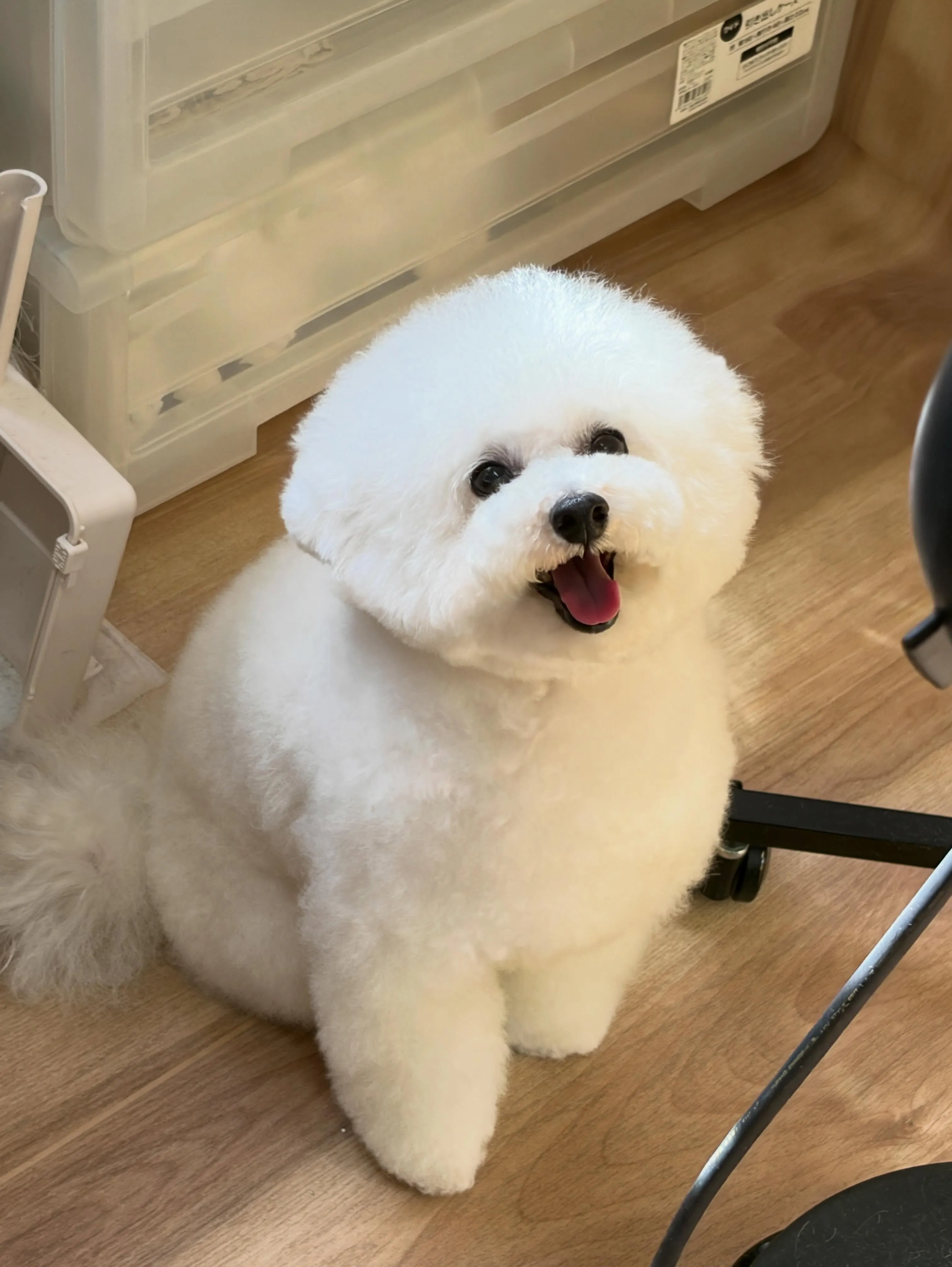 🍃5/9のトリミング🍃プードル🐶｜名東区・千種区・守山区の動...