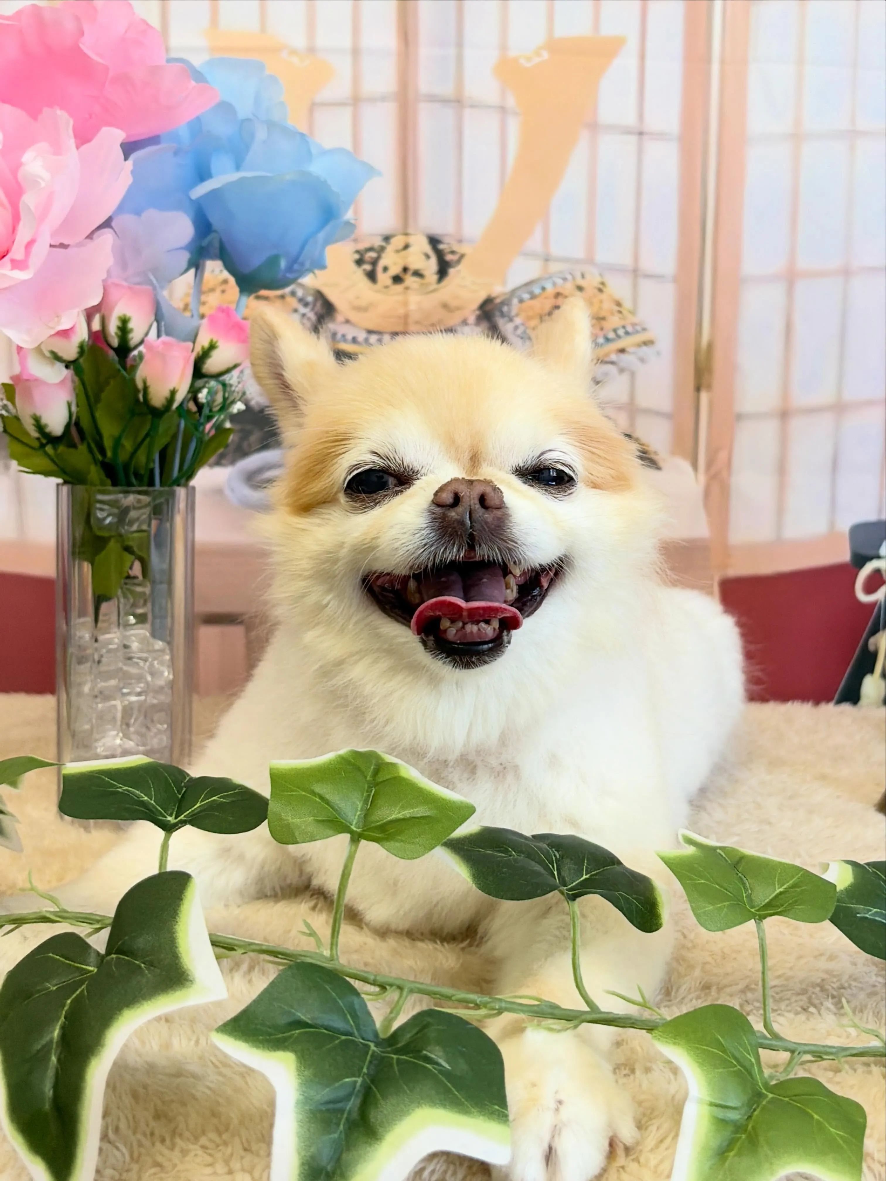 🍃5/9のトリミング🍃チワワ🐶｜名東区・千種区・守山区の動物...