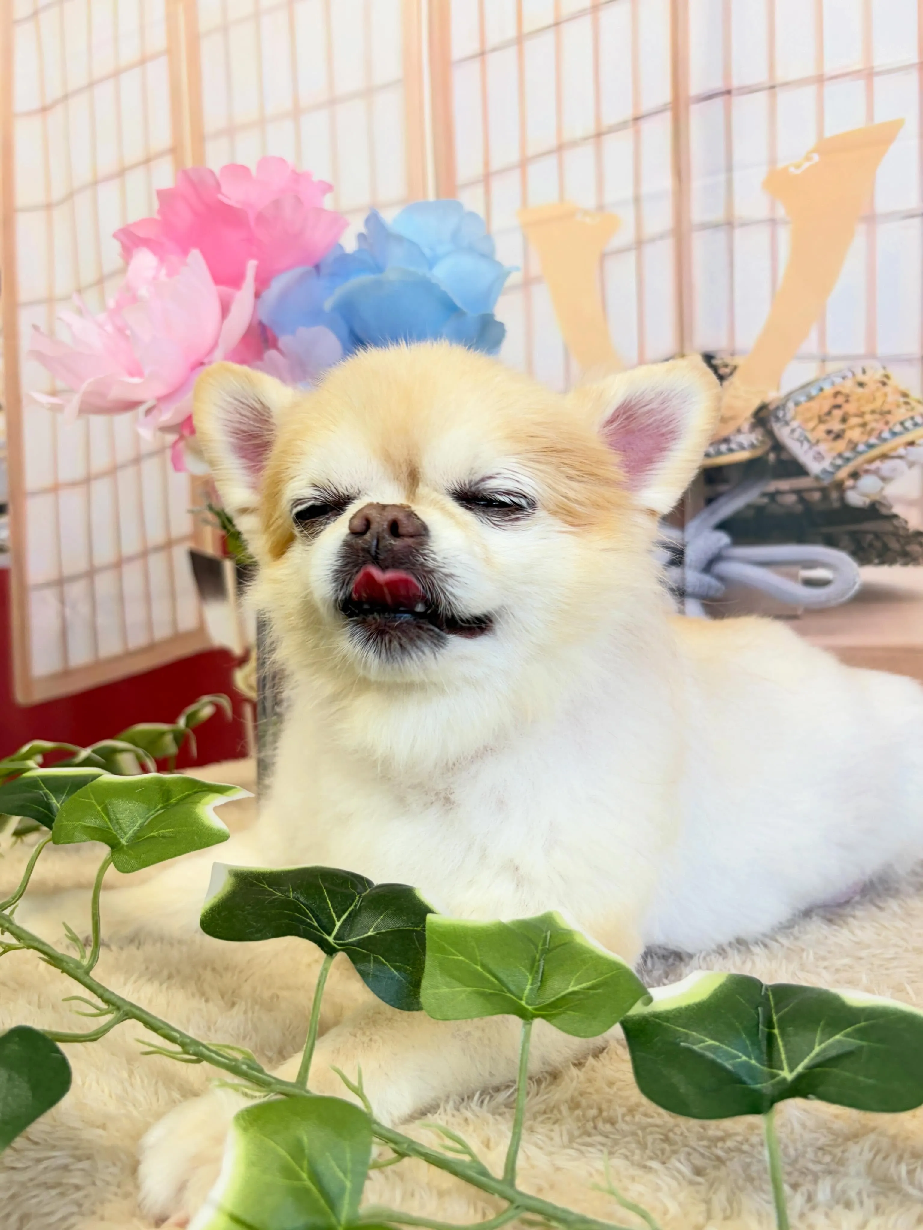 🍃5/9のトリミング🍃チワワ🐶｜名東区・千種区・守山区の動物...