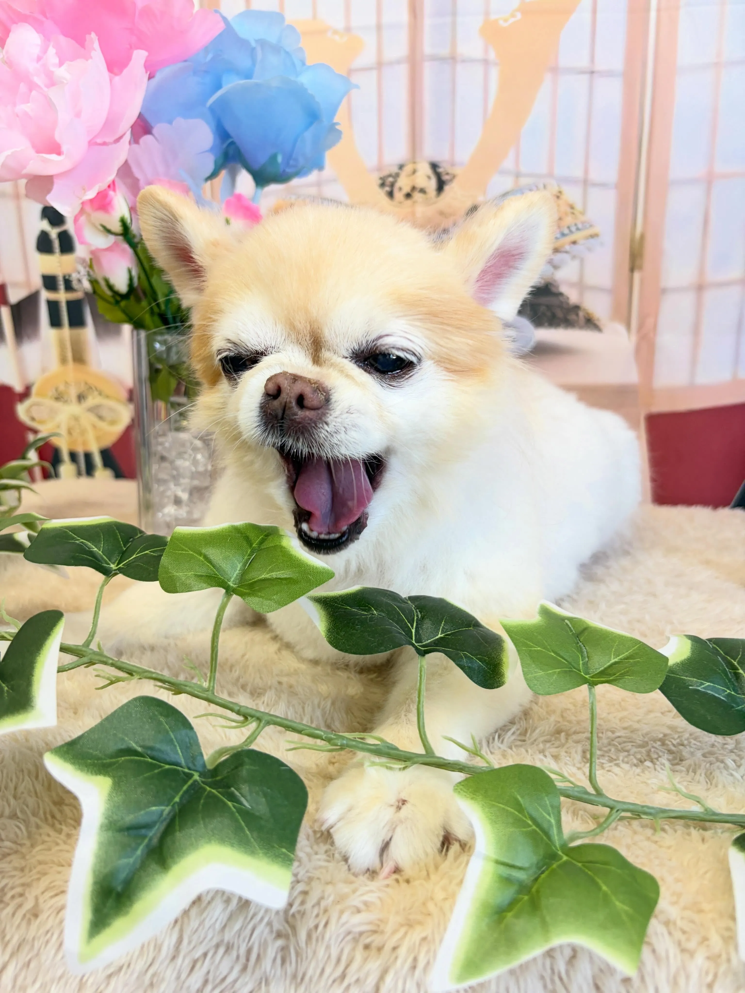 🍃5/9のトリミング🍃チワワ🐶｜名東区・千種区・守山区の動物...