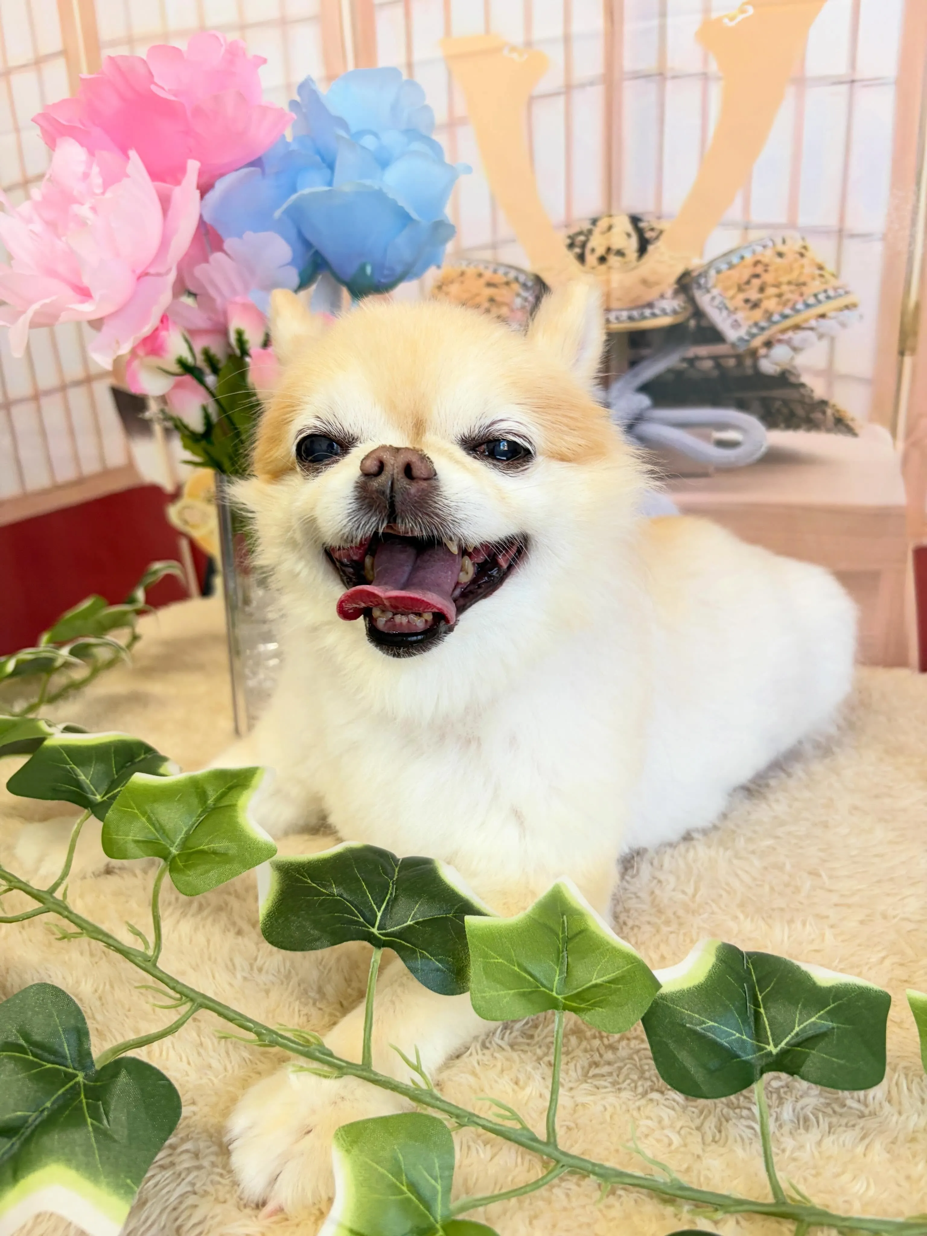 🍃5/9のトリミング🍃チワワ🐶｜名東区・千種区・守山区の動物...