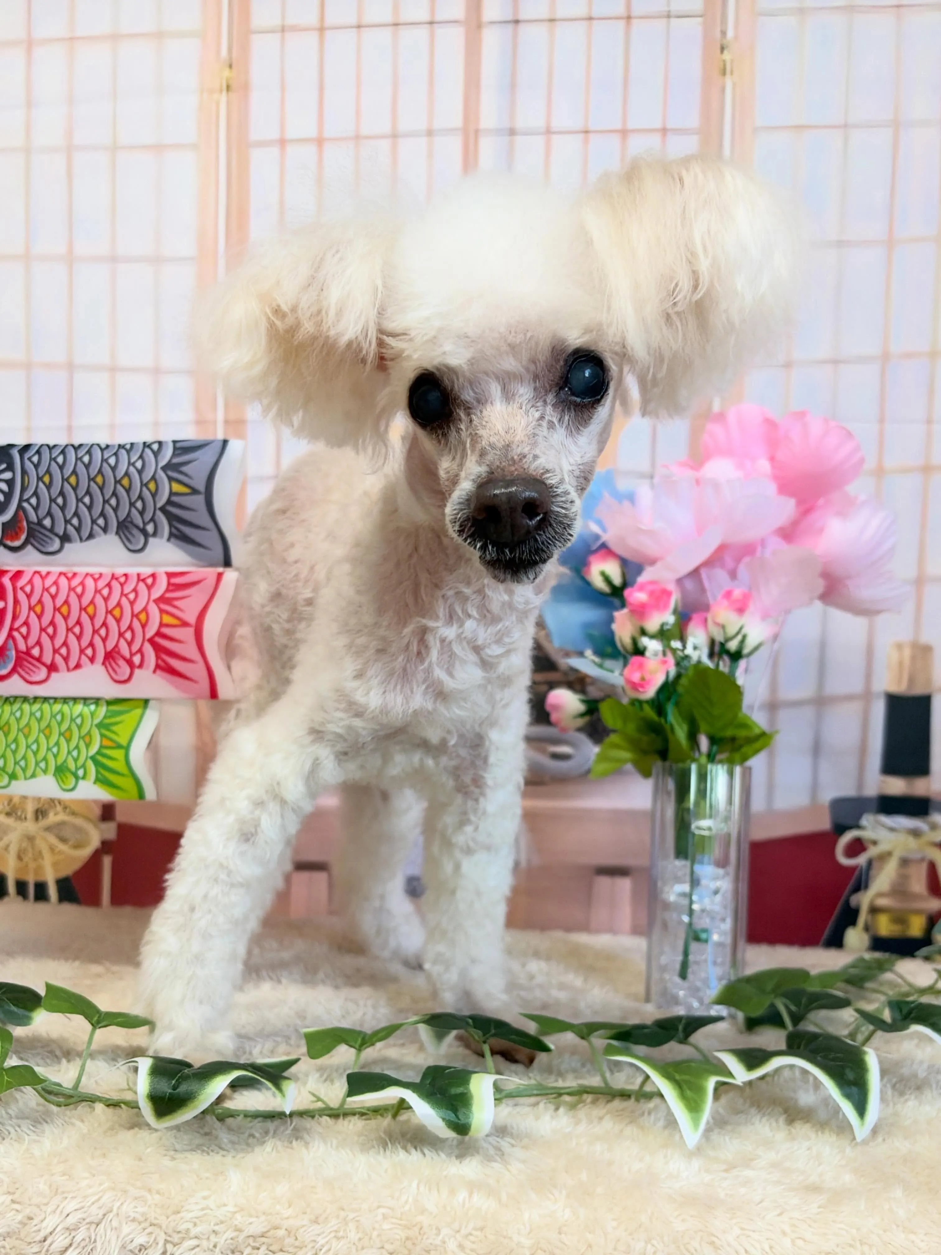 🍃5/9のトリミング🍃プードル🐶｜名東区・千種区・守山区の動...