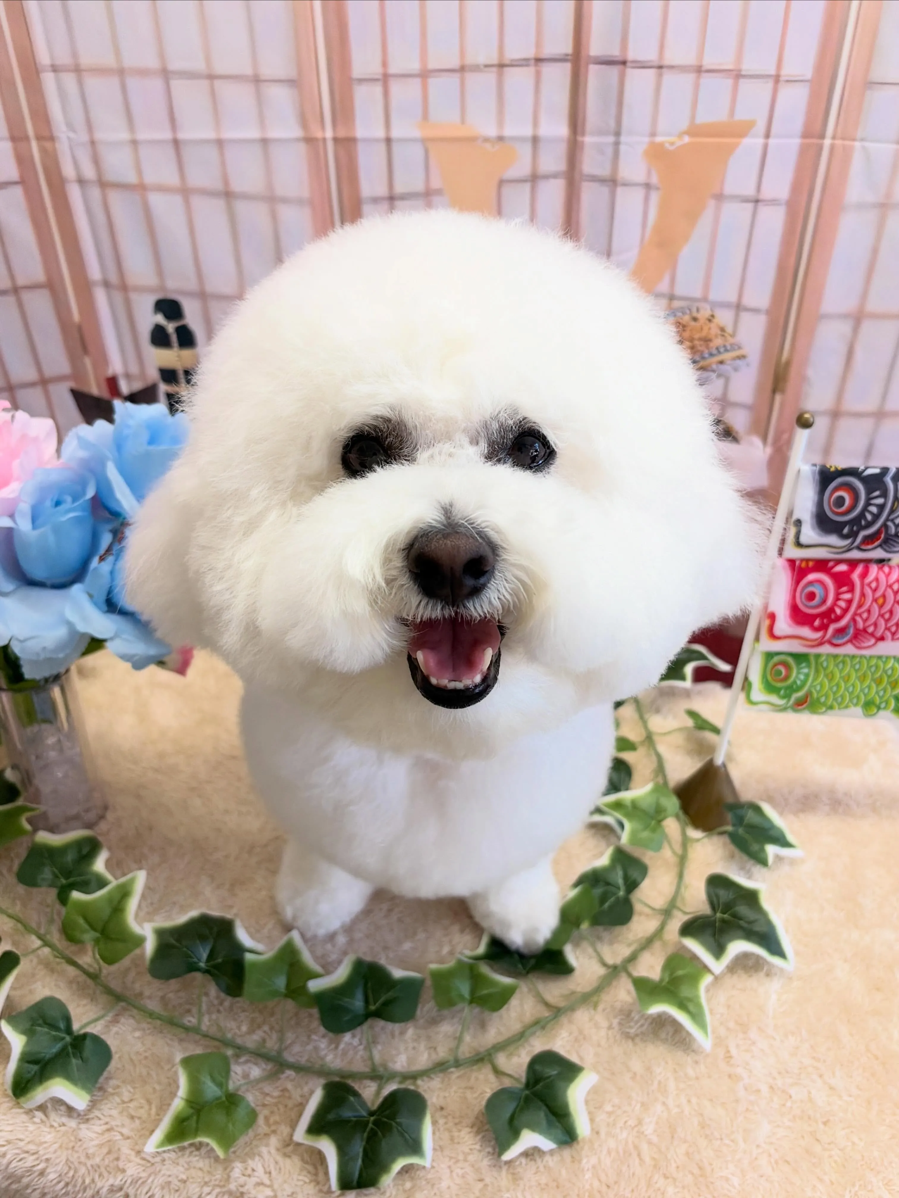 🍃5/10のトリミング🍃ビションフリーゼ🐶｜名東区・千種区・...