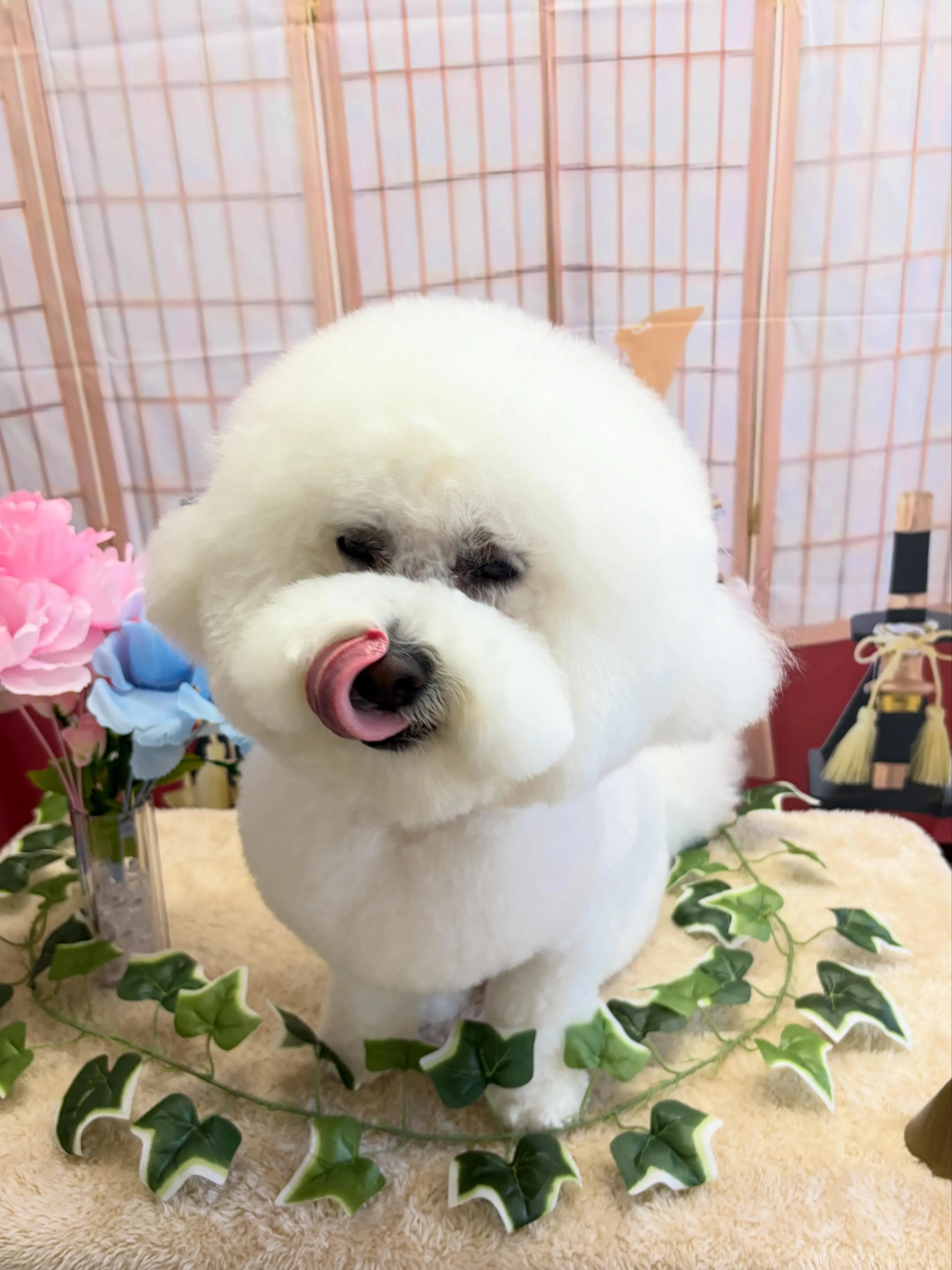 🍃5/10のトリミング🍃ビションフリーゼ🐶｜名東区・千種区・...