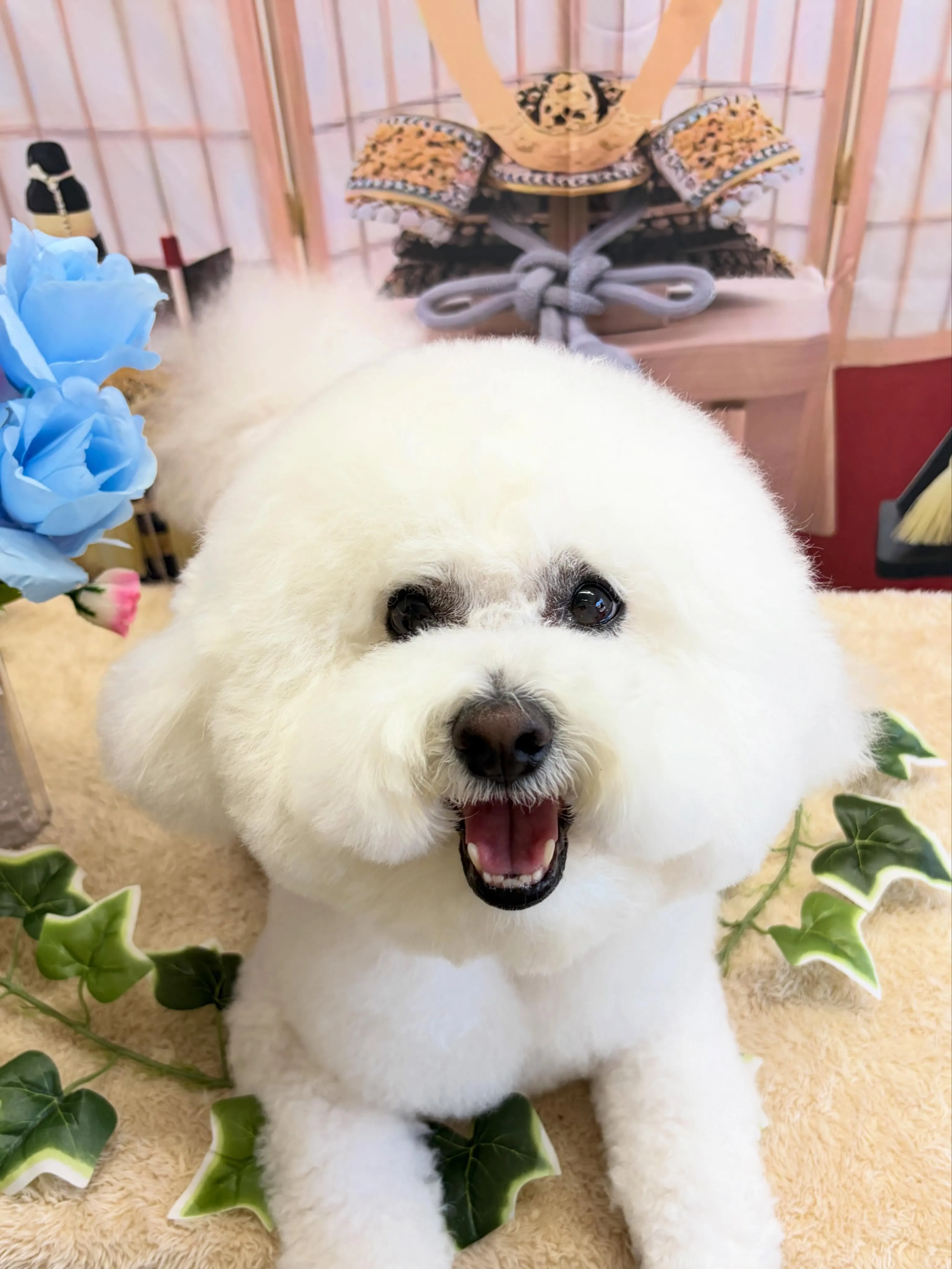 🍃5/10のトリミング🍃ビションフリーゼ🐶｜名東区・千種区・...
