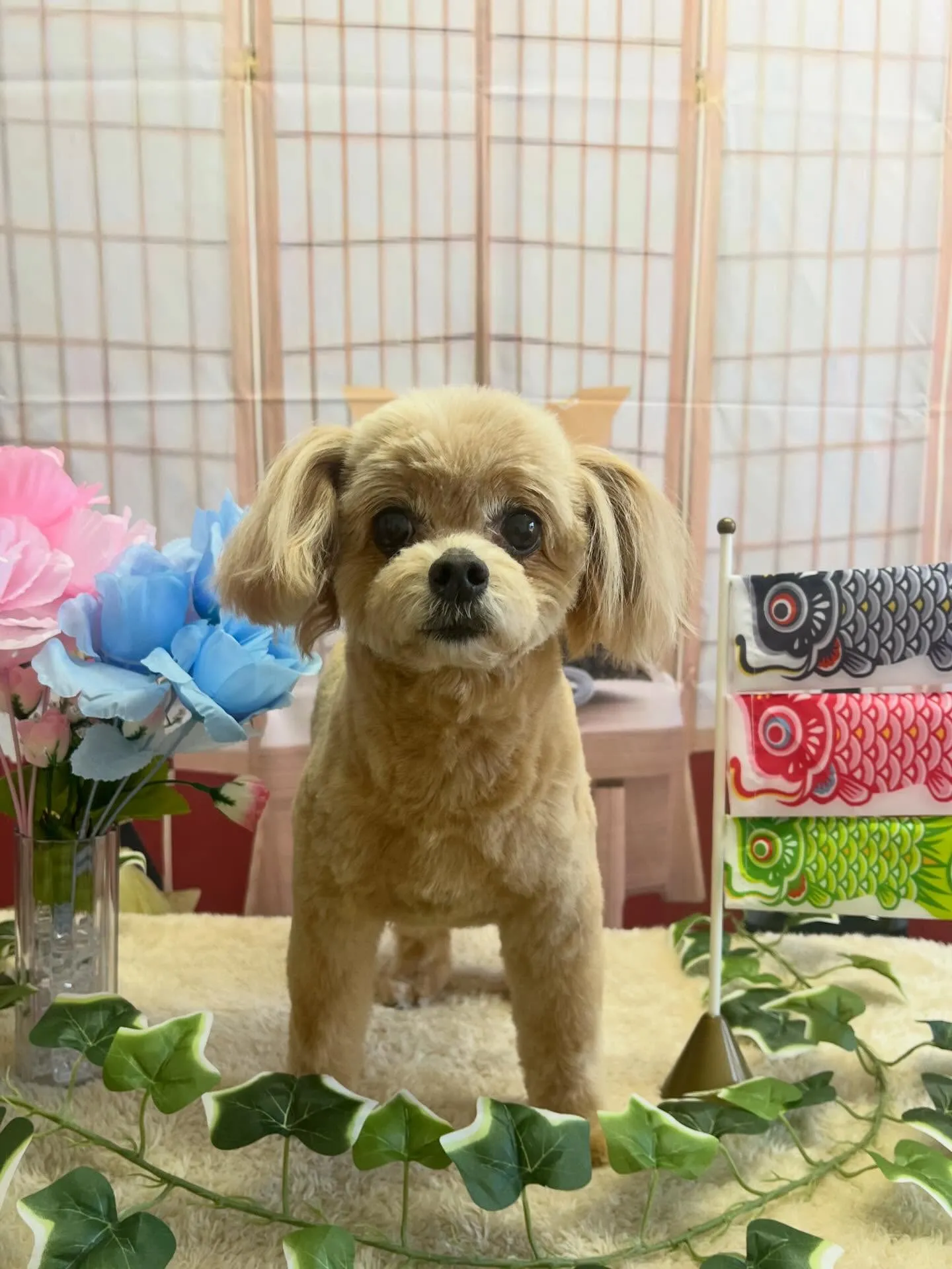 🍃5/10のトリミング🍃ミックス犬🐶｜名東区・千種区・守山区...